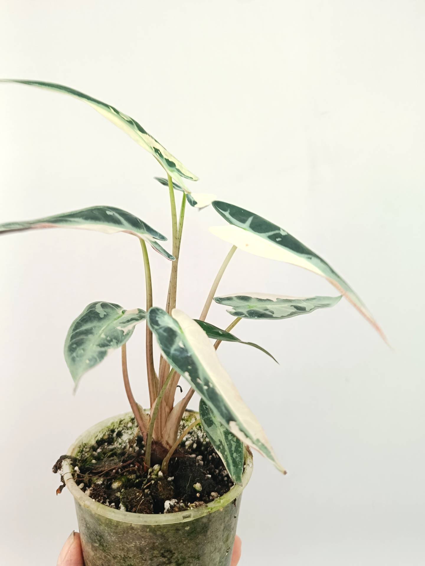 Alocasia Bambino Variegata Pink