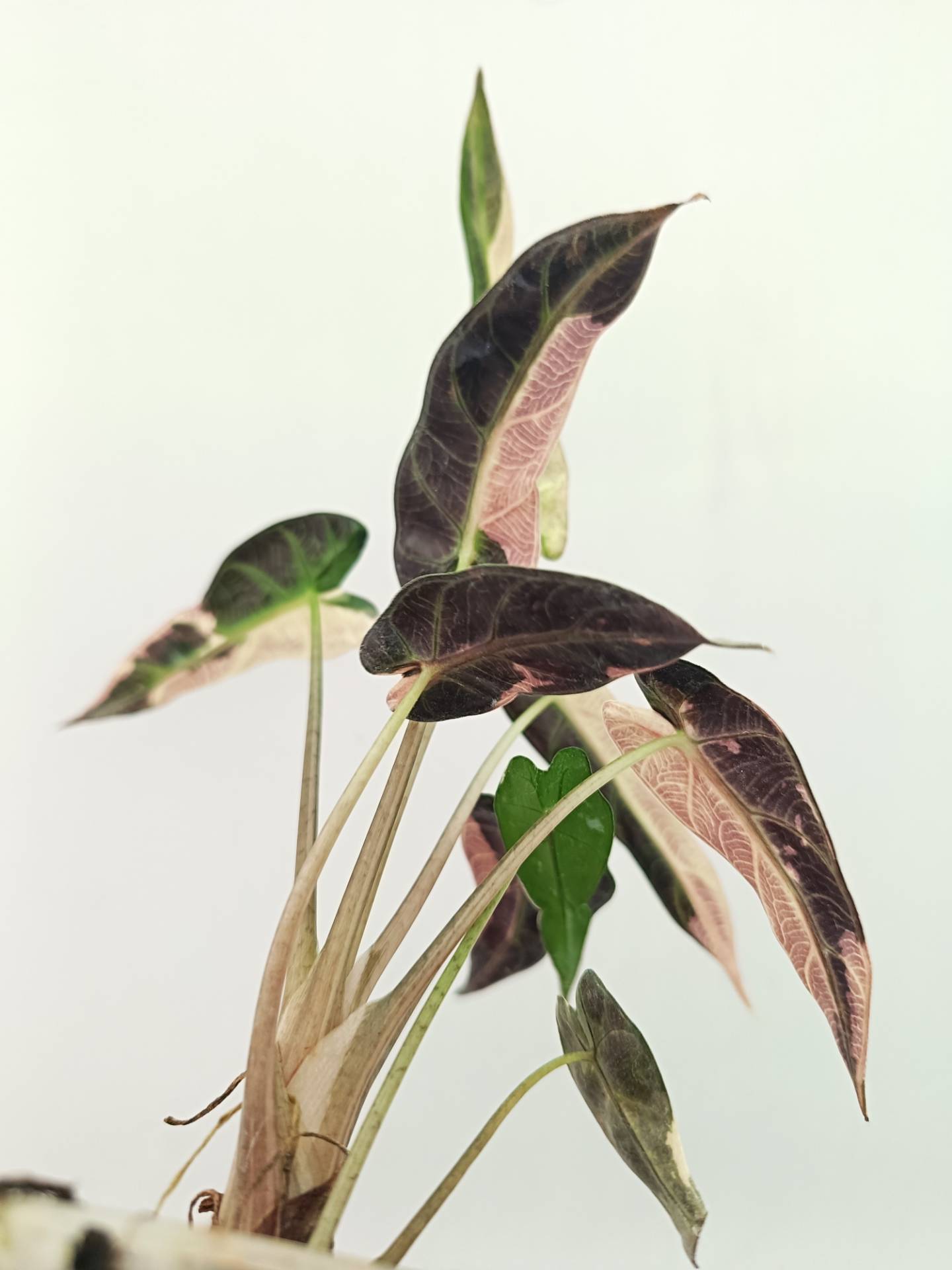 Alocasia Bambino Variegata Pink