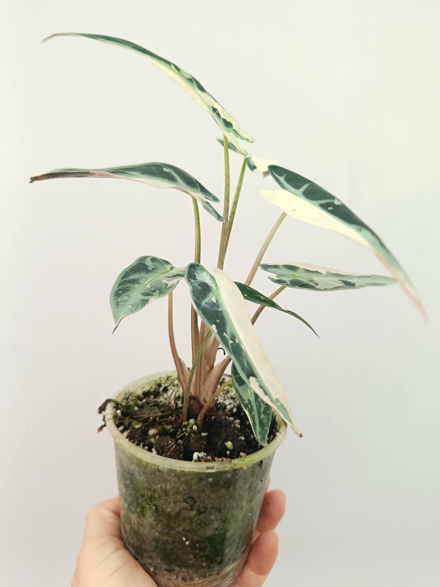 Alocasia Bambino Variegata Pink