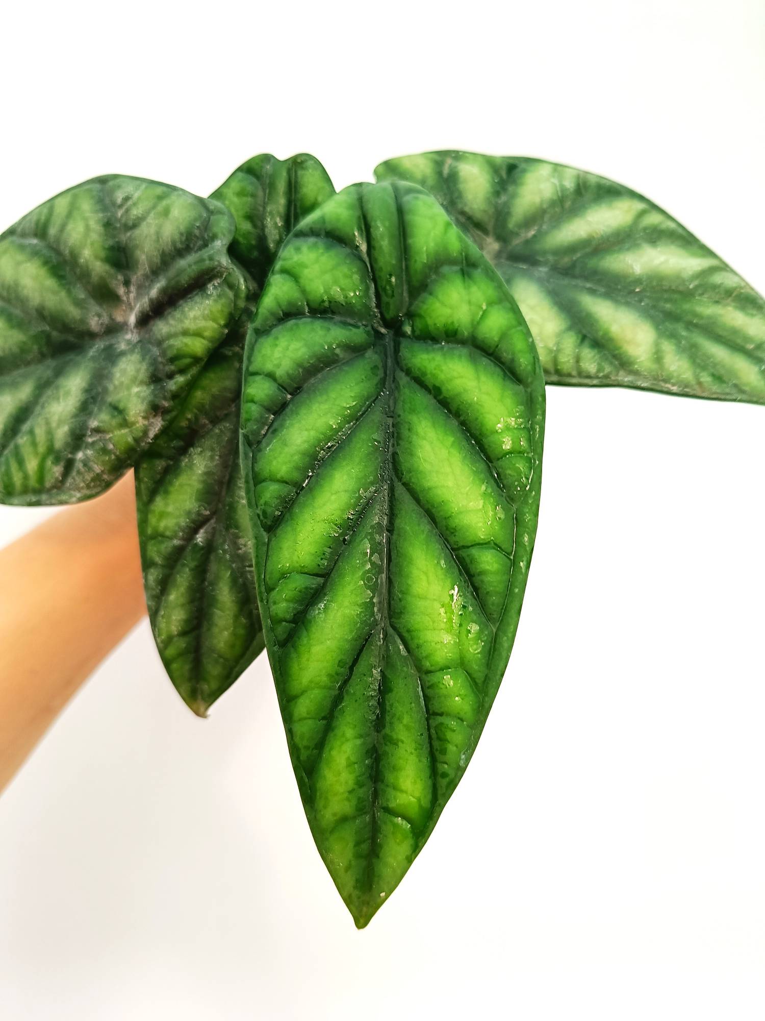Alocasia Dragon Scale