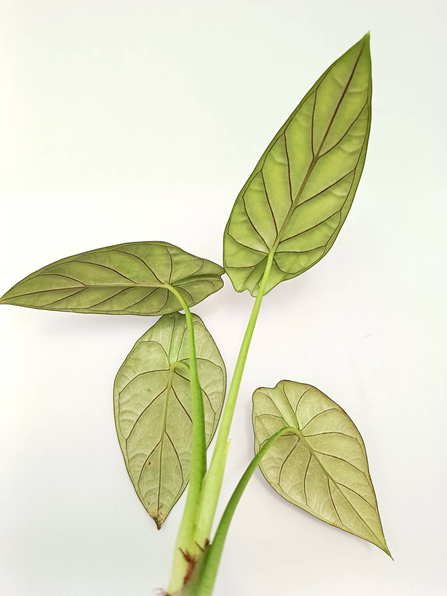 Alocasia Dragon Scale