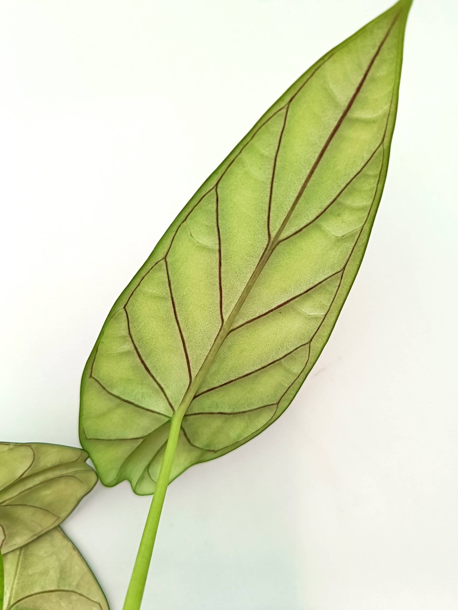 Alocasia Dragon Scale