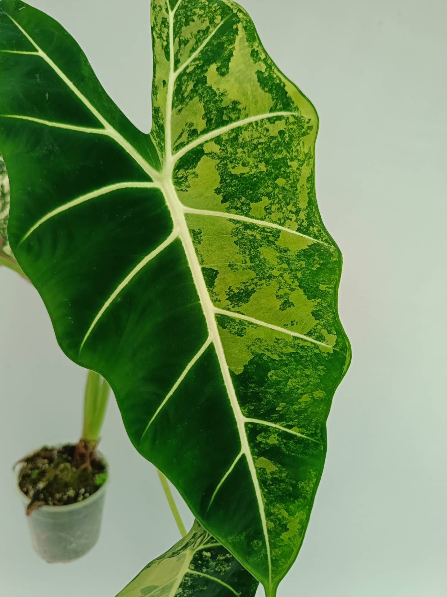 Alocasia Frydek Variegata XL