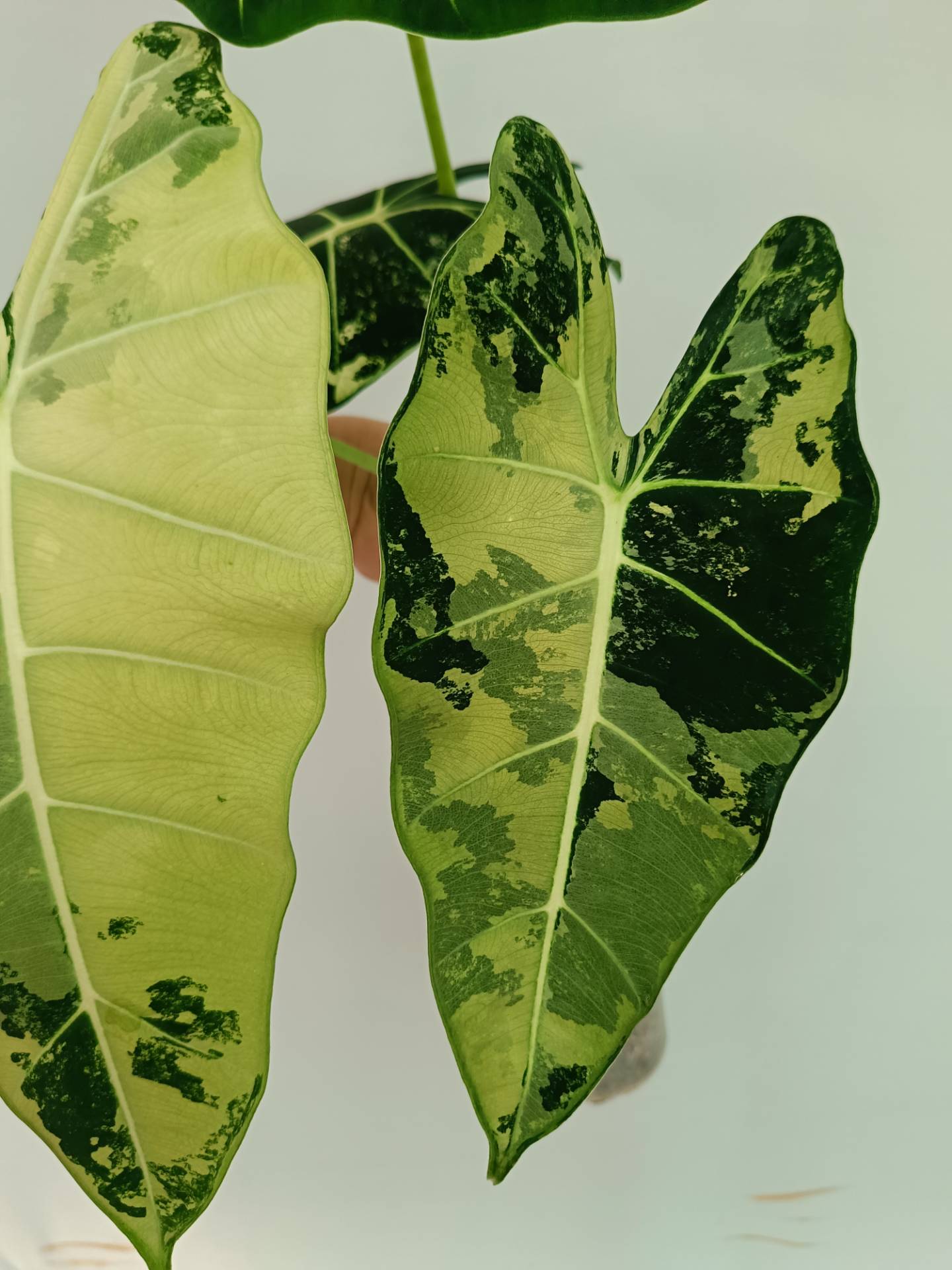 Alocasia Frydek Variegata XL