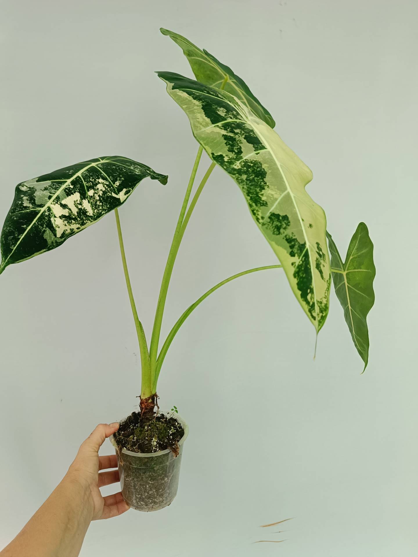 Alocasia Frydek Variegata XL
