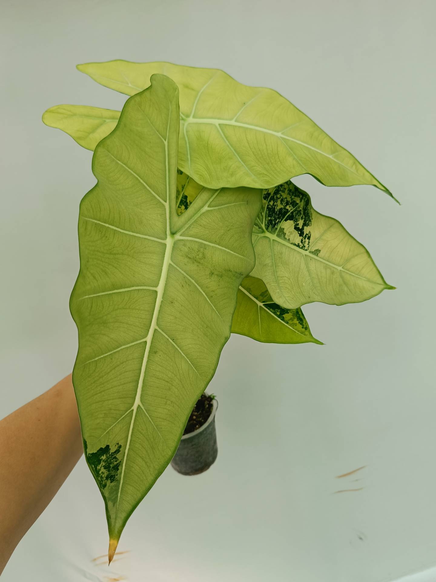 Alocasia Frydek Variegata XL