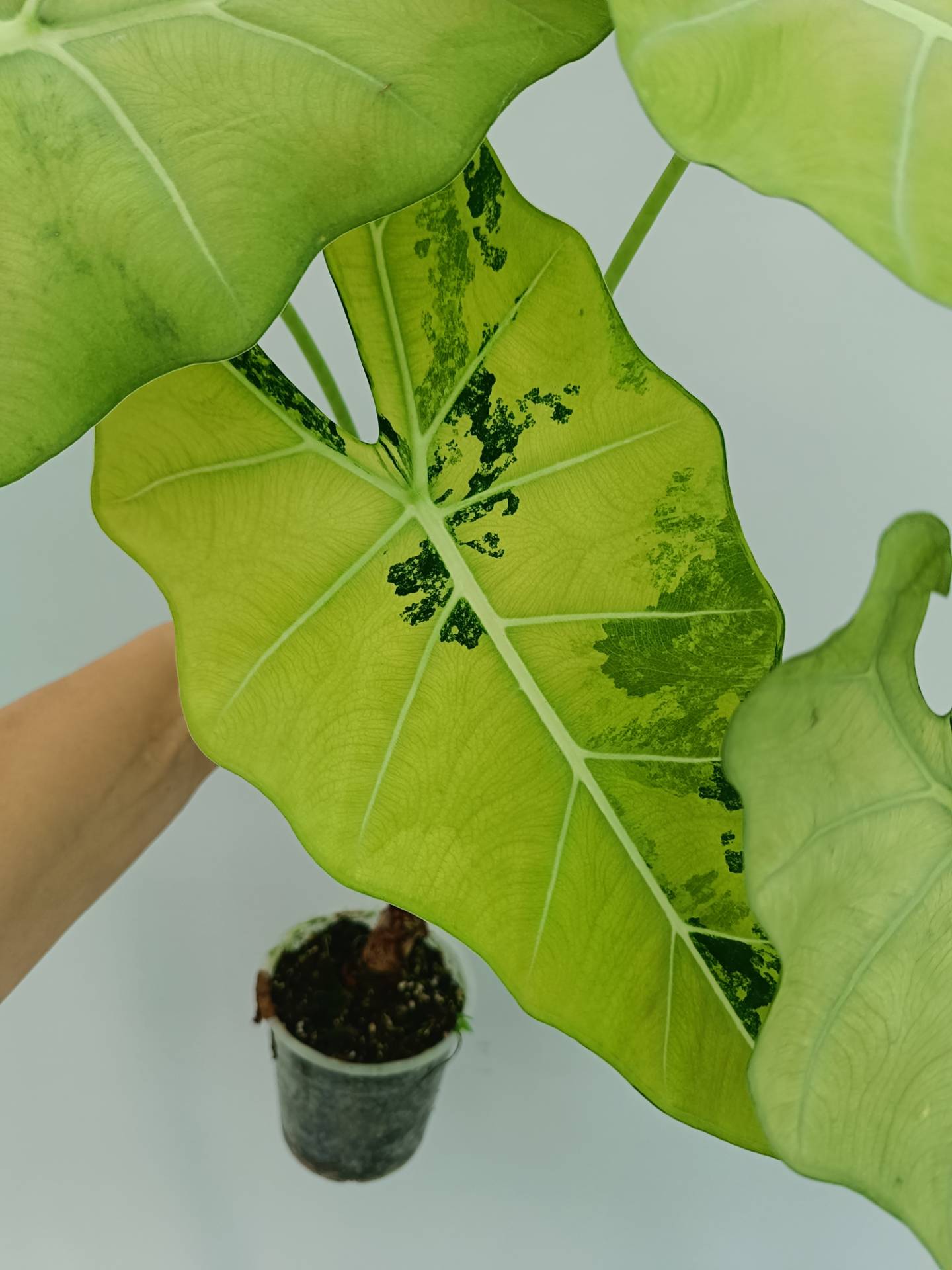 Alocasia Frydek Variegata XL
