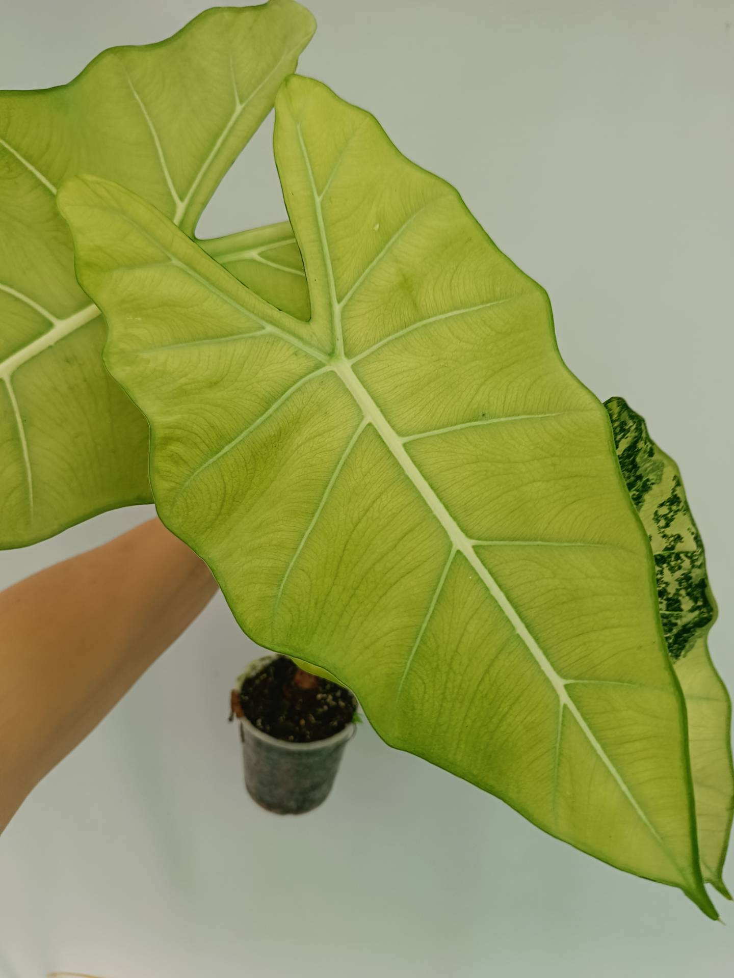 Alocasia Frydek Variegata XL