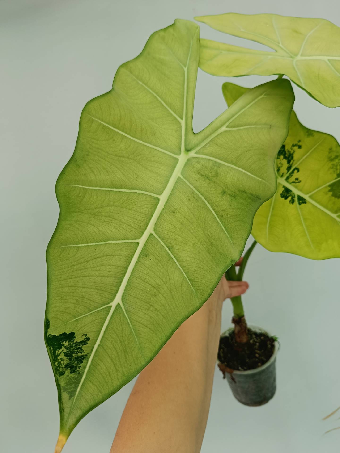 Alocasia Frydek Variegata XL