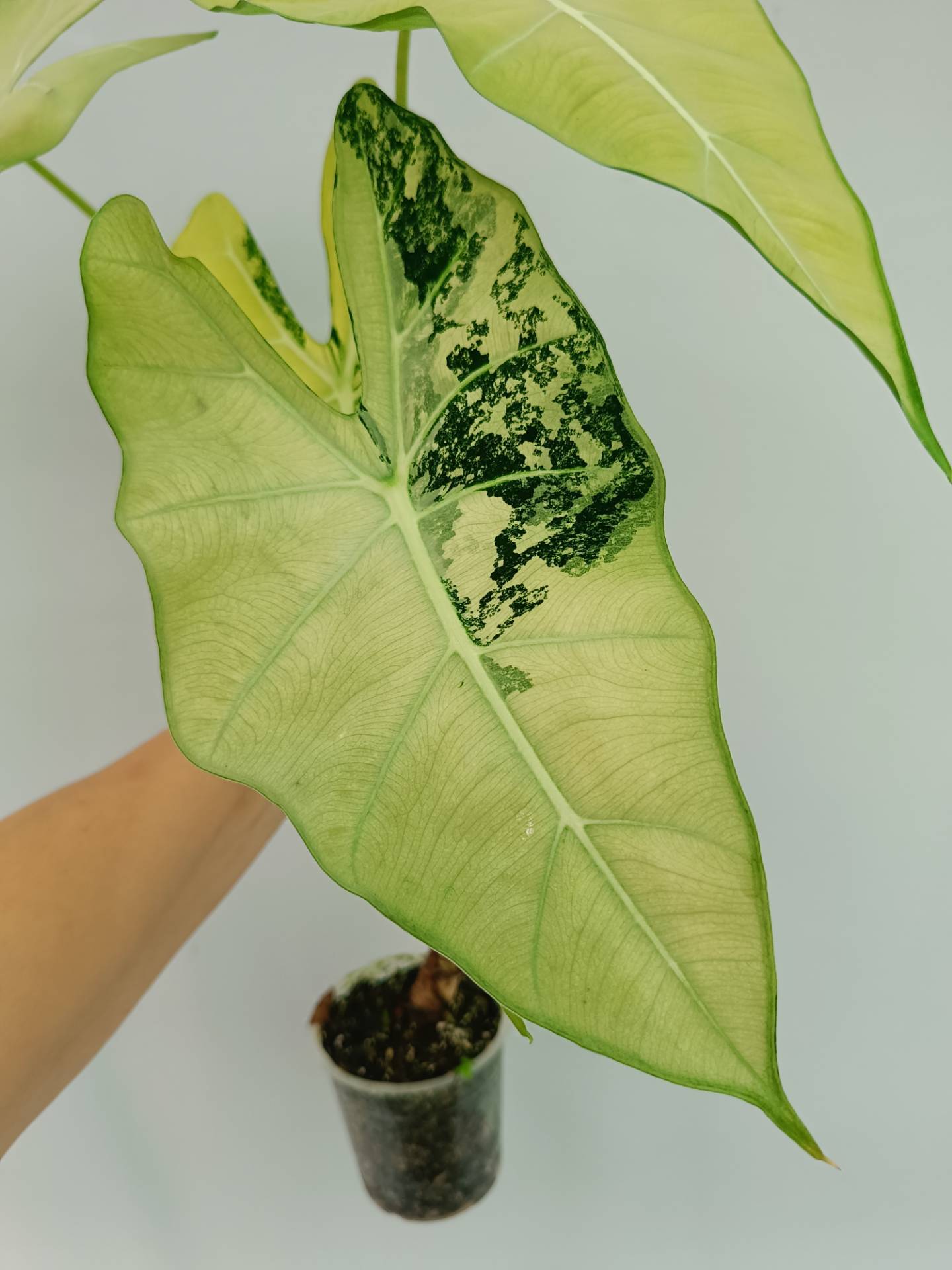 Alocasia Frydek Variegata XL