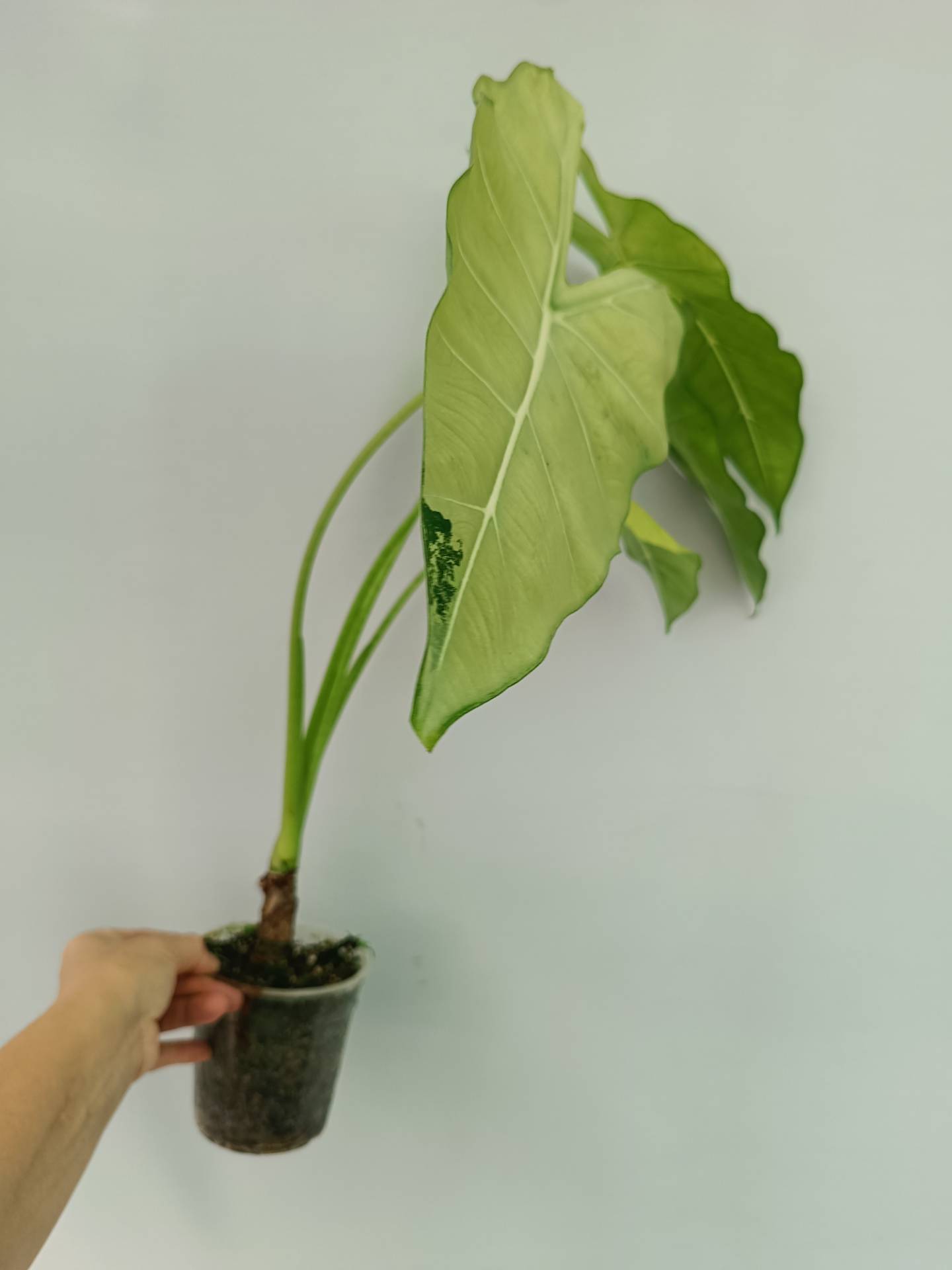 frydek elephant ear plant Alocasia Frydek Variegata EXTRA