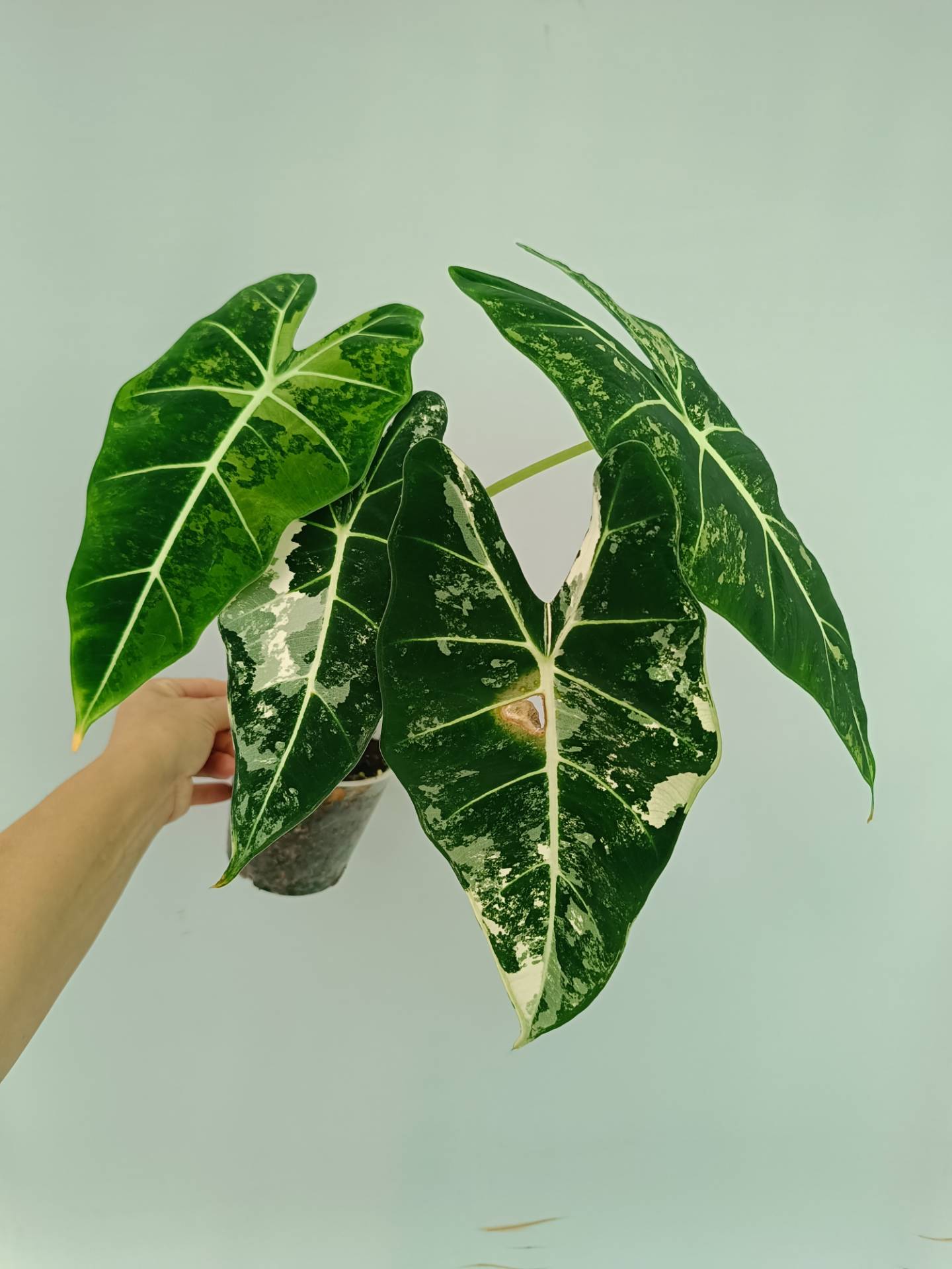 Alocasia Frydek Variegata XL 