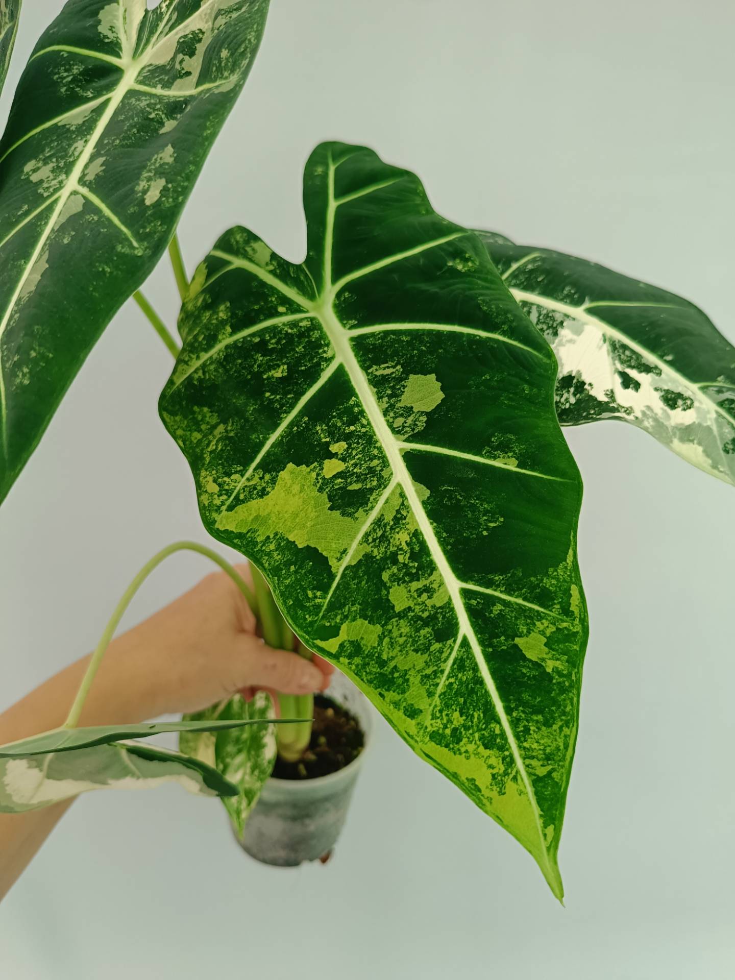 Alocasia Frydek Variegata XL