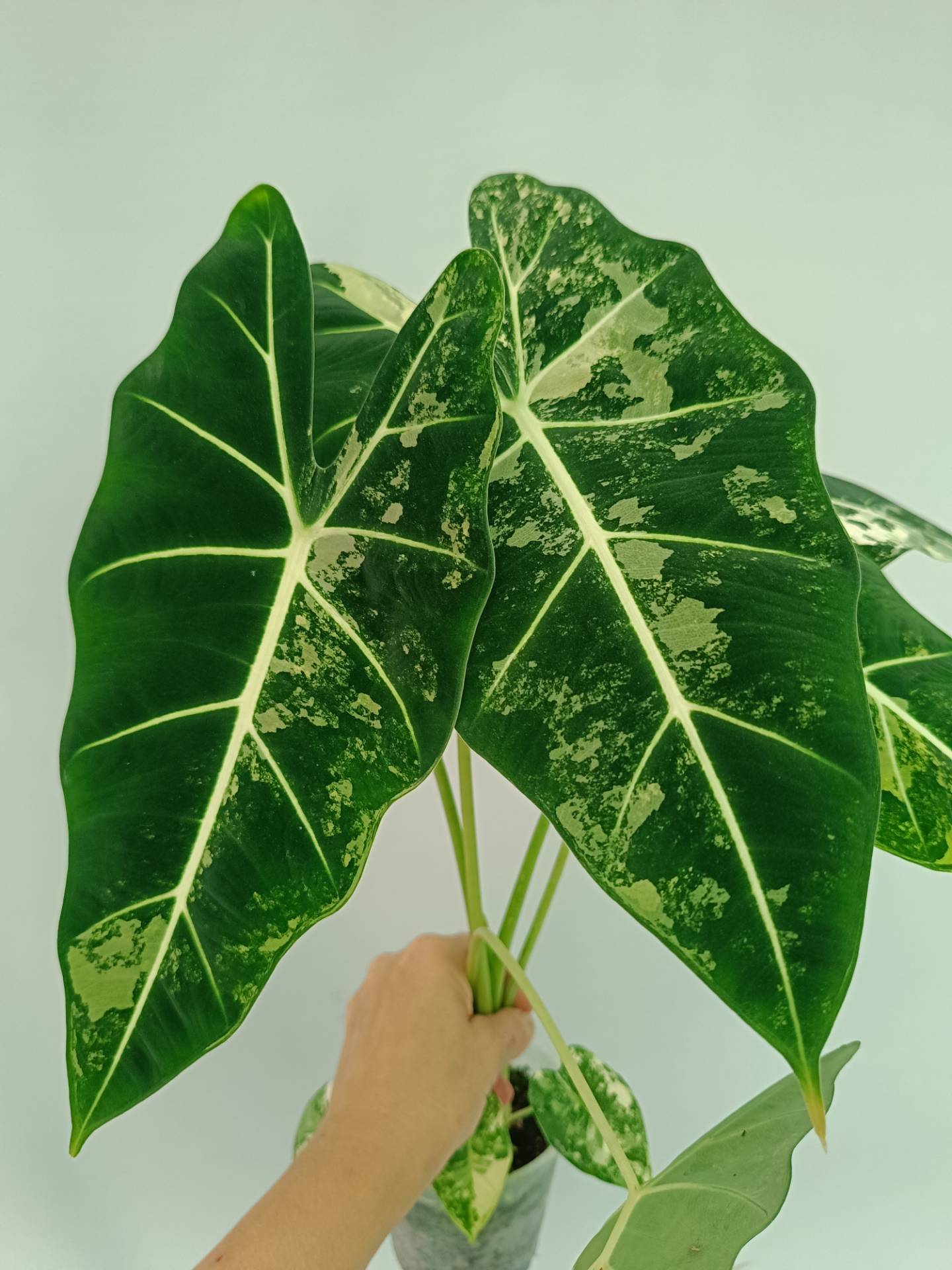 Alocasia Frydek Variegata XL