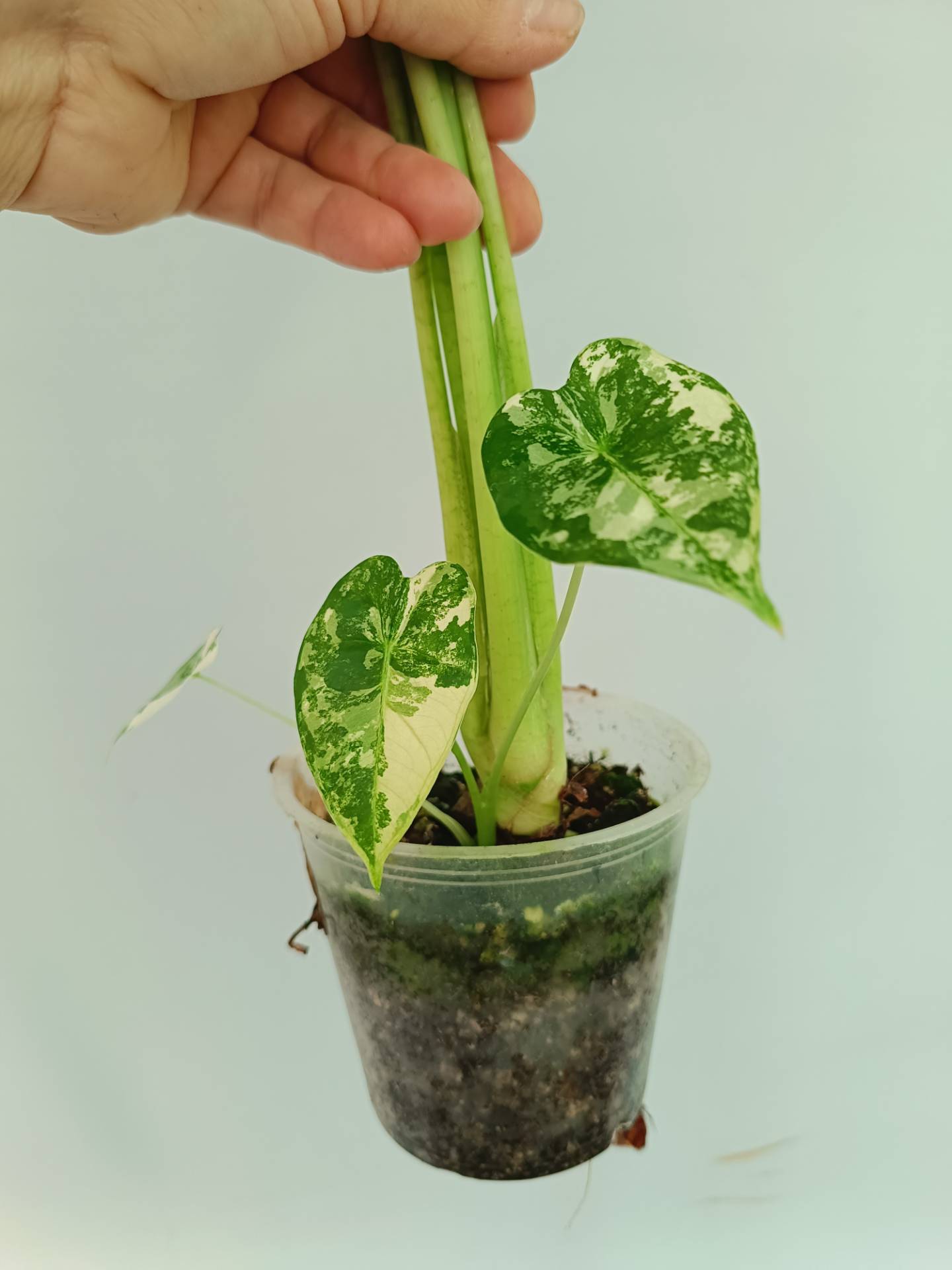 Alocasia Frydek Variegata XL