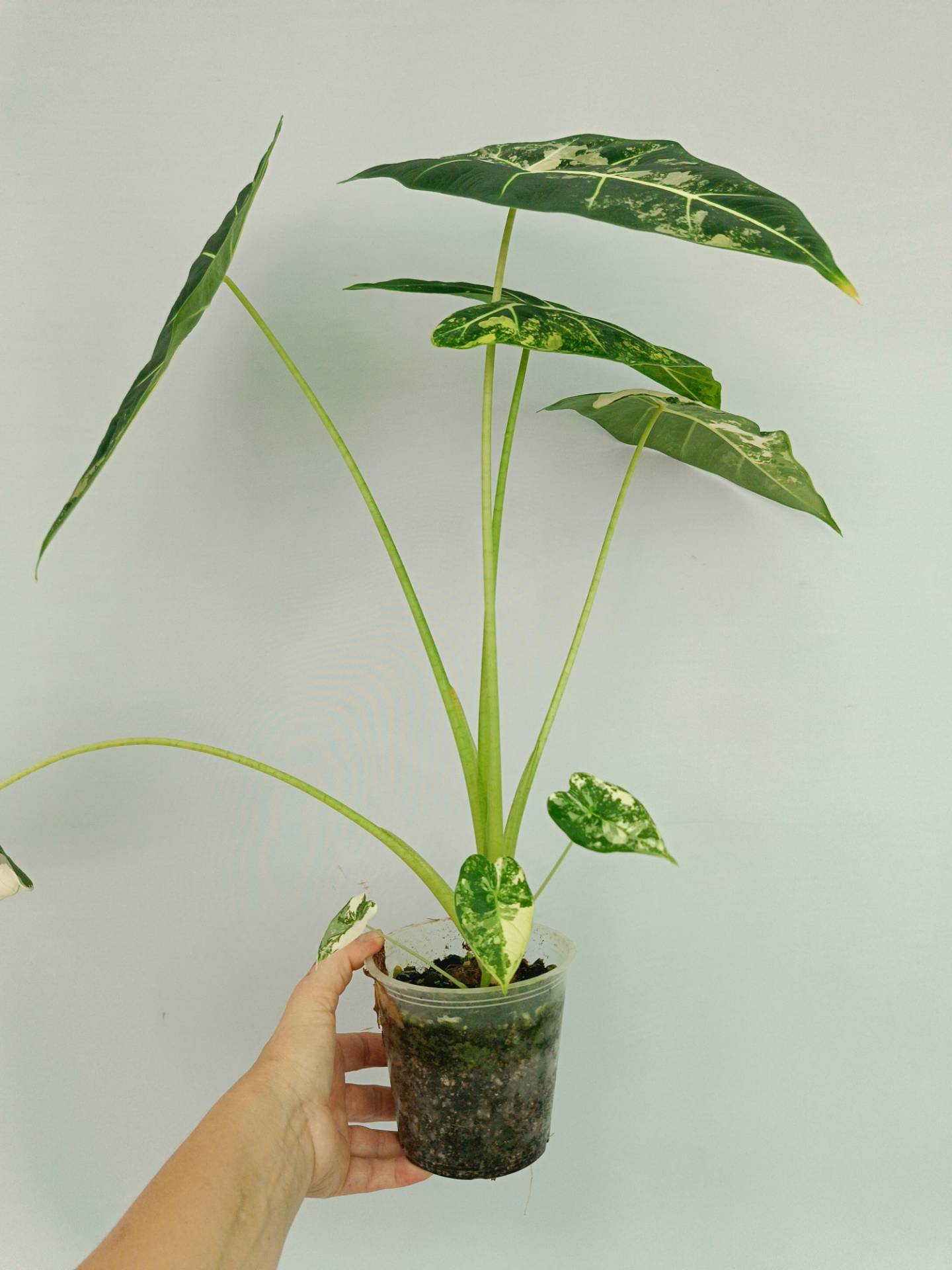 Alocasia Frydek Variegata XL