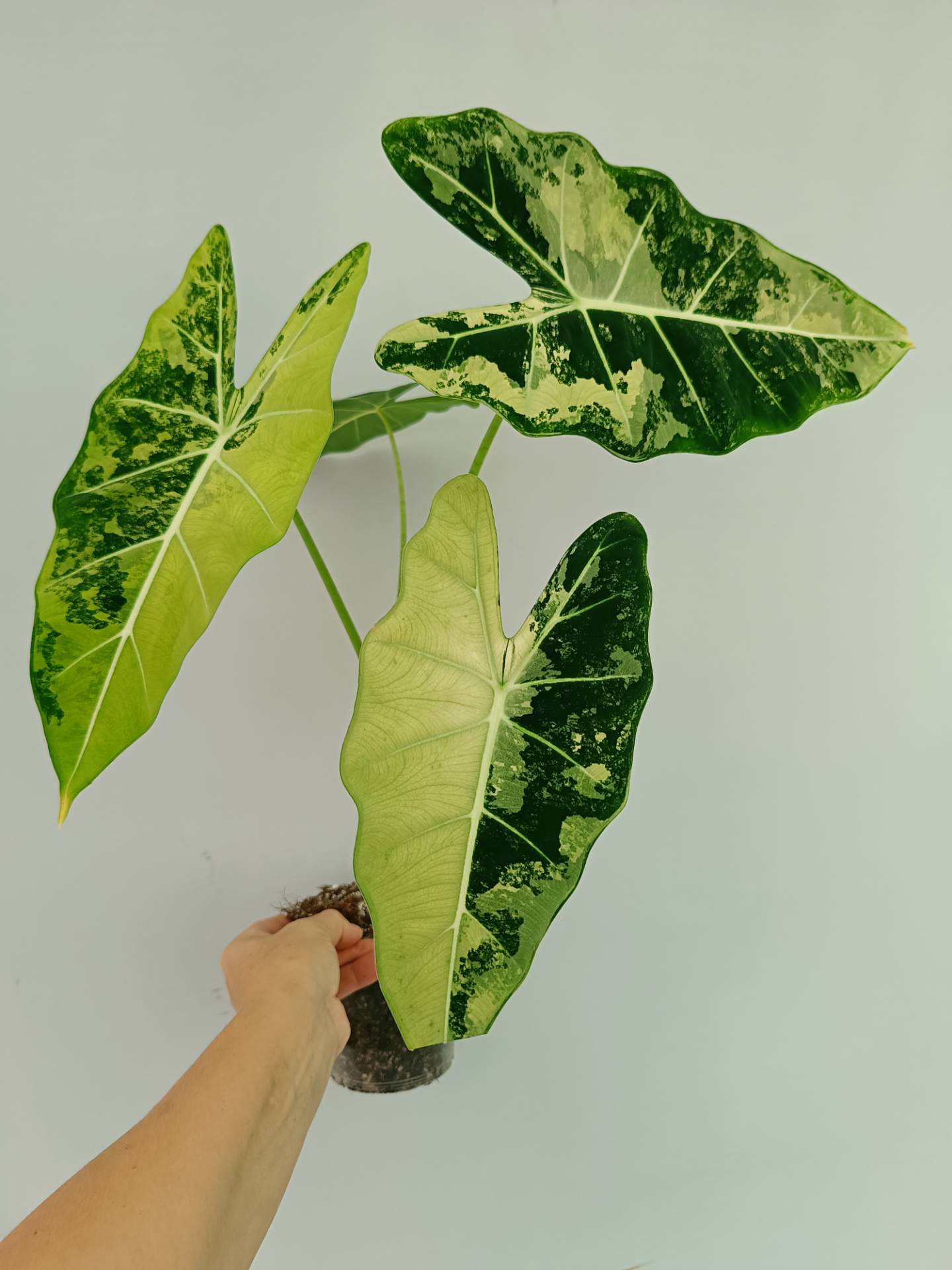 Alocasia Frydek Variegata XL