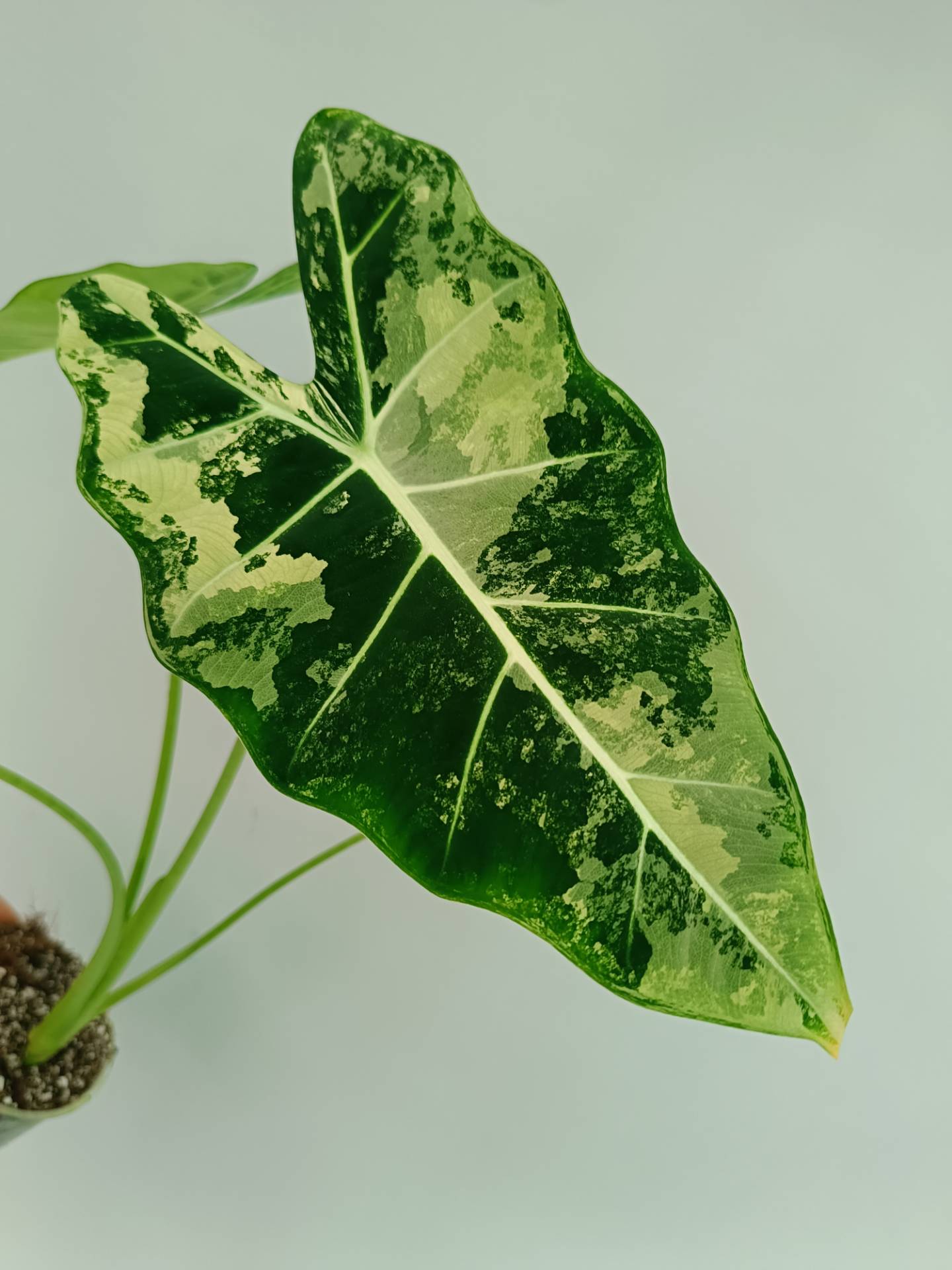 Alocasia Frydek Variegata EXTRA