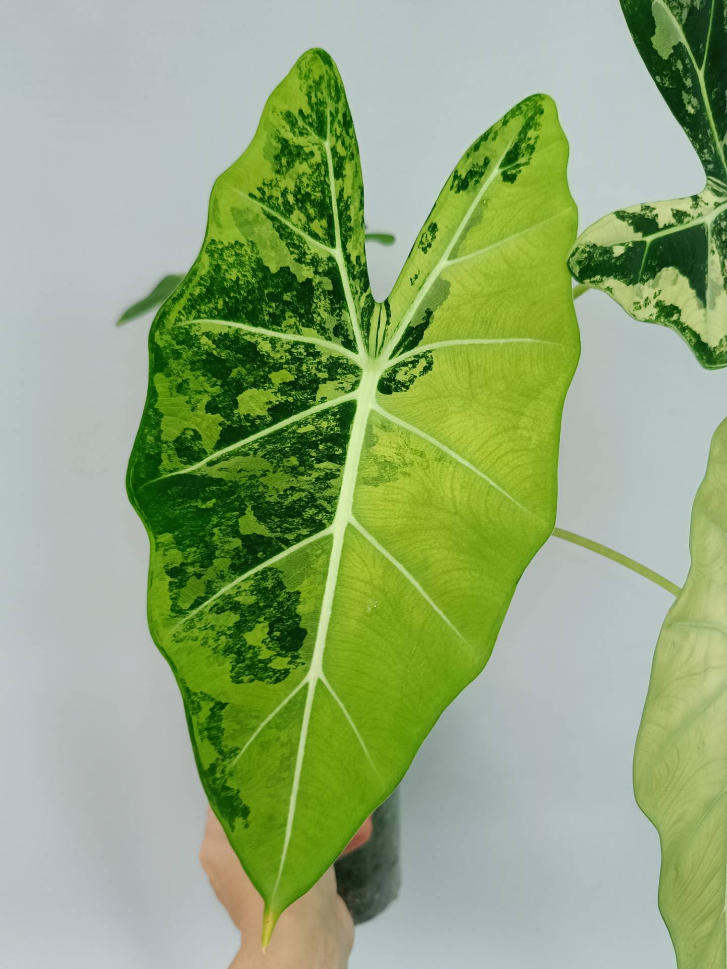 Alocasia Frydek Variegata EXTRA