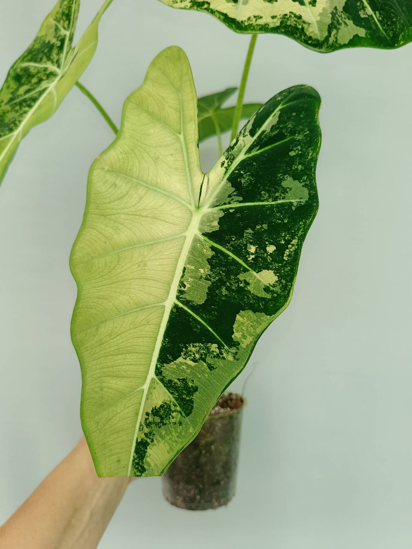 Alocasia Frydek Variegata EXTRA