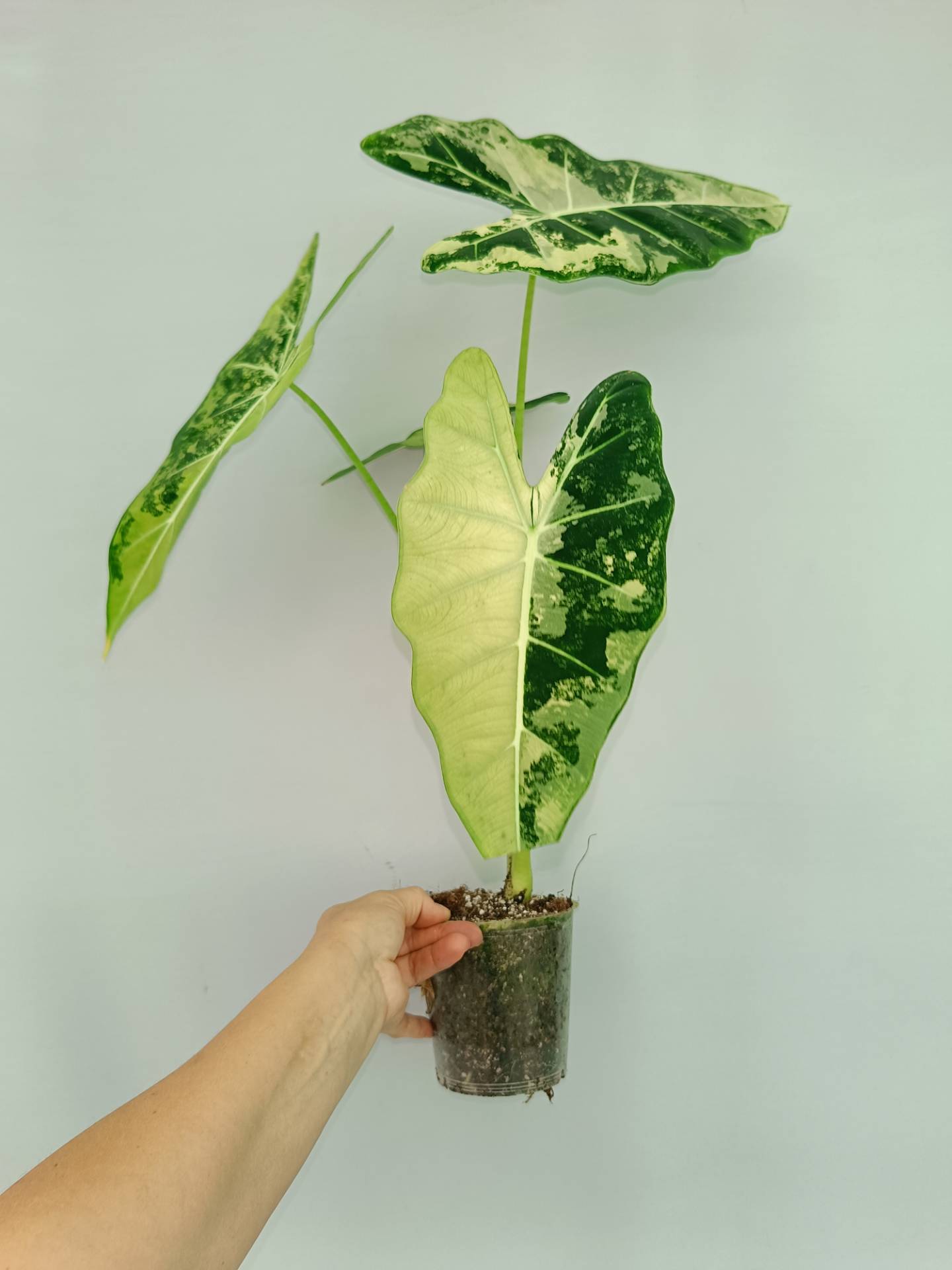 Alocasia Frydek Variegata EXTRA