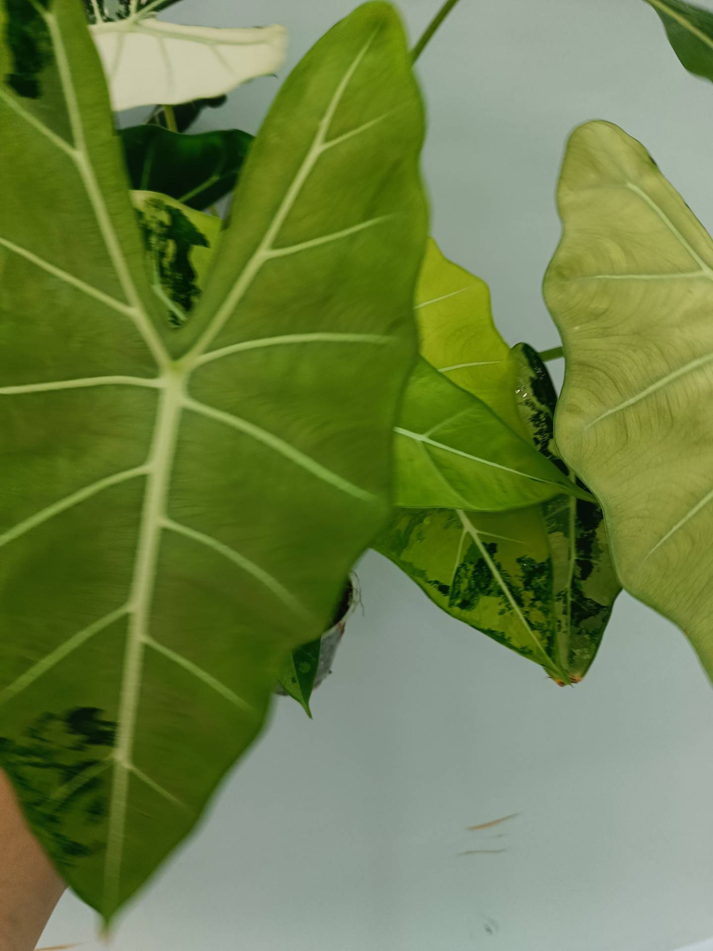 Alocasia Frydek Variegata XL