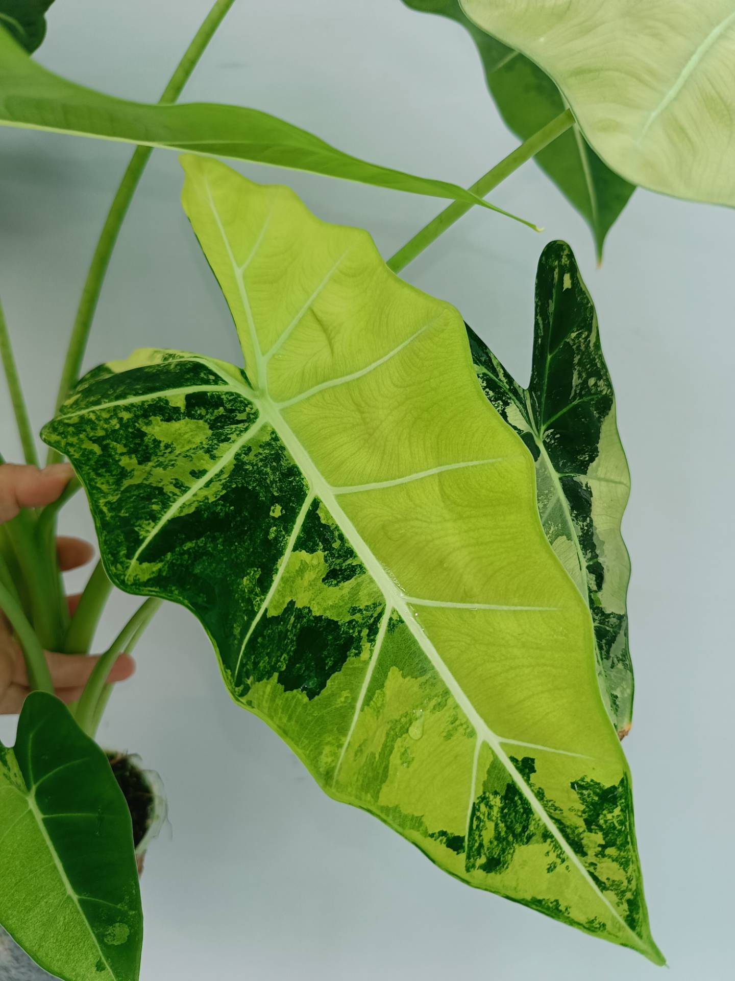 Alocasia Frydek Variegata XL