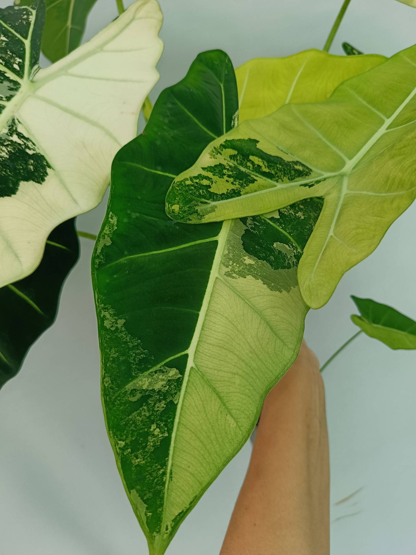 Alocasia Frydek Variegata XL