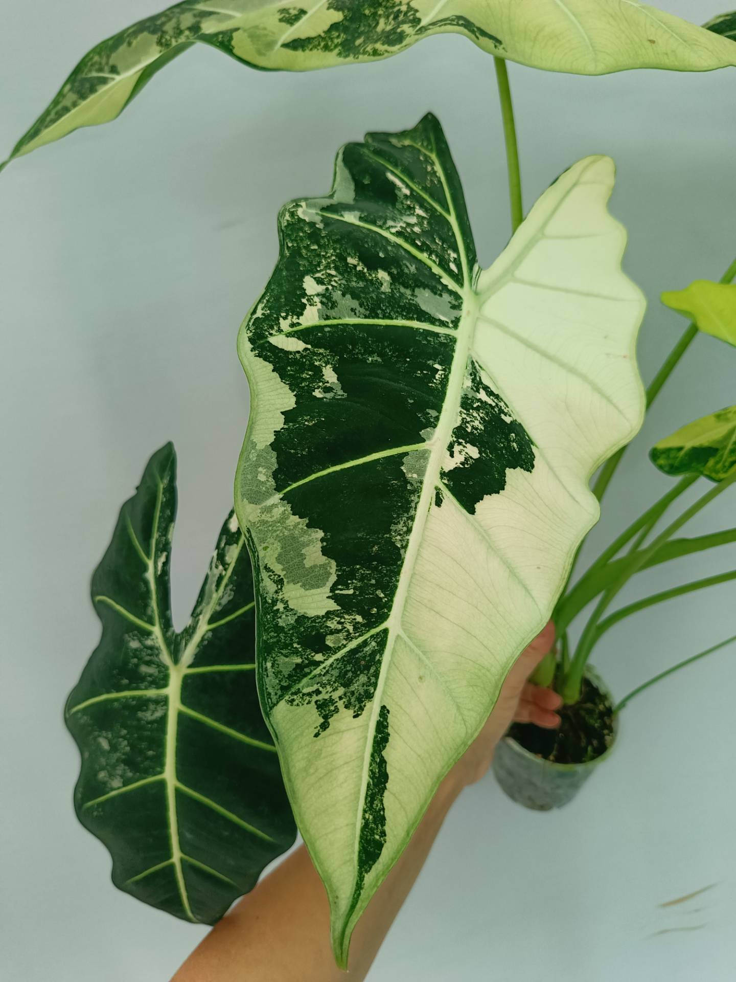 Alocasia Frydek Variegata XL