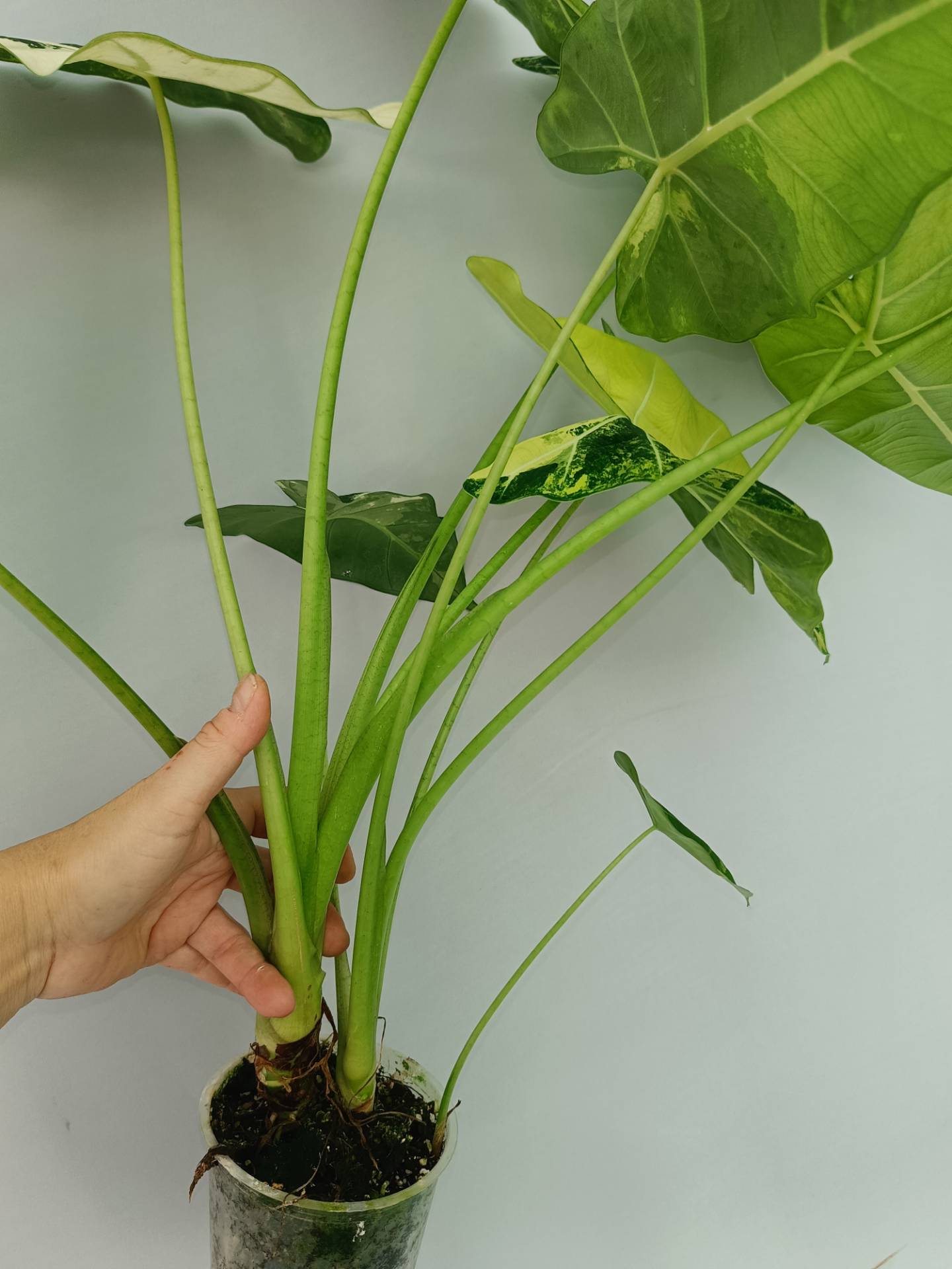 Alocasia Frydek Variegata XL