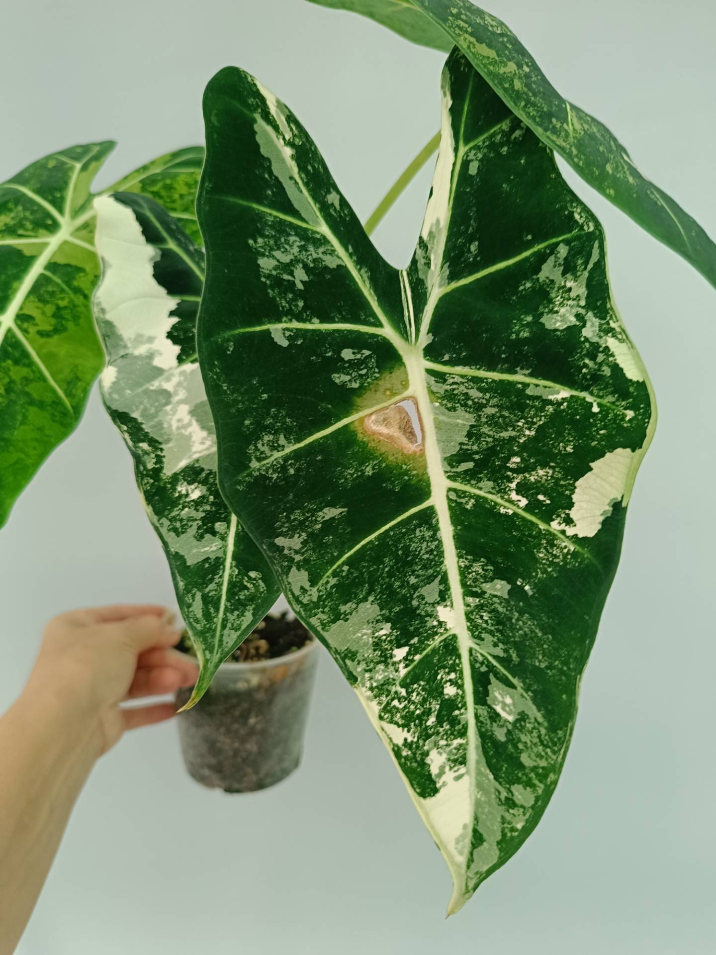 Alocasia Frydek Variegata XL 