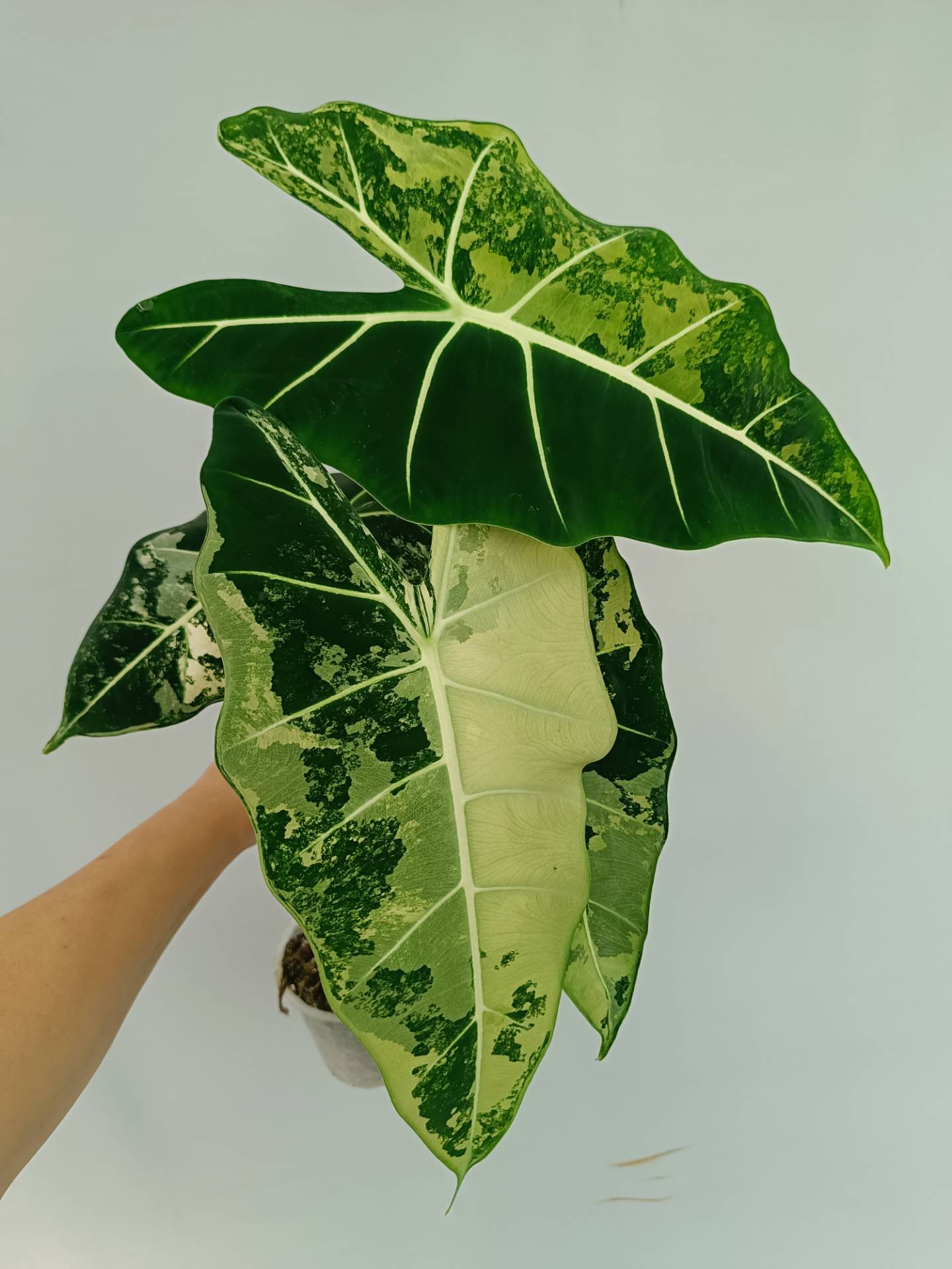 Alocasia Frydek Variegata XL