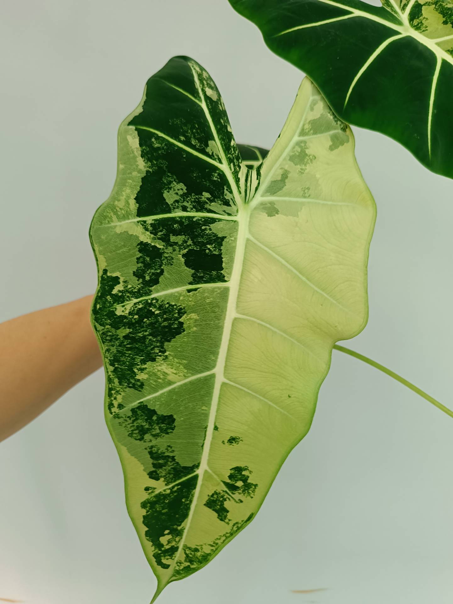 Alocasia Frydek Variegata XL