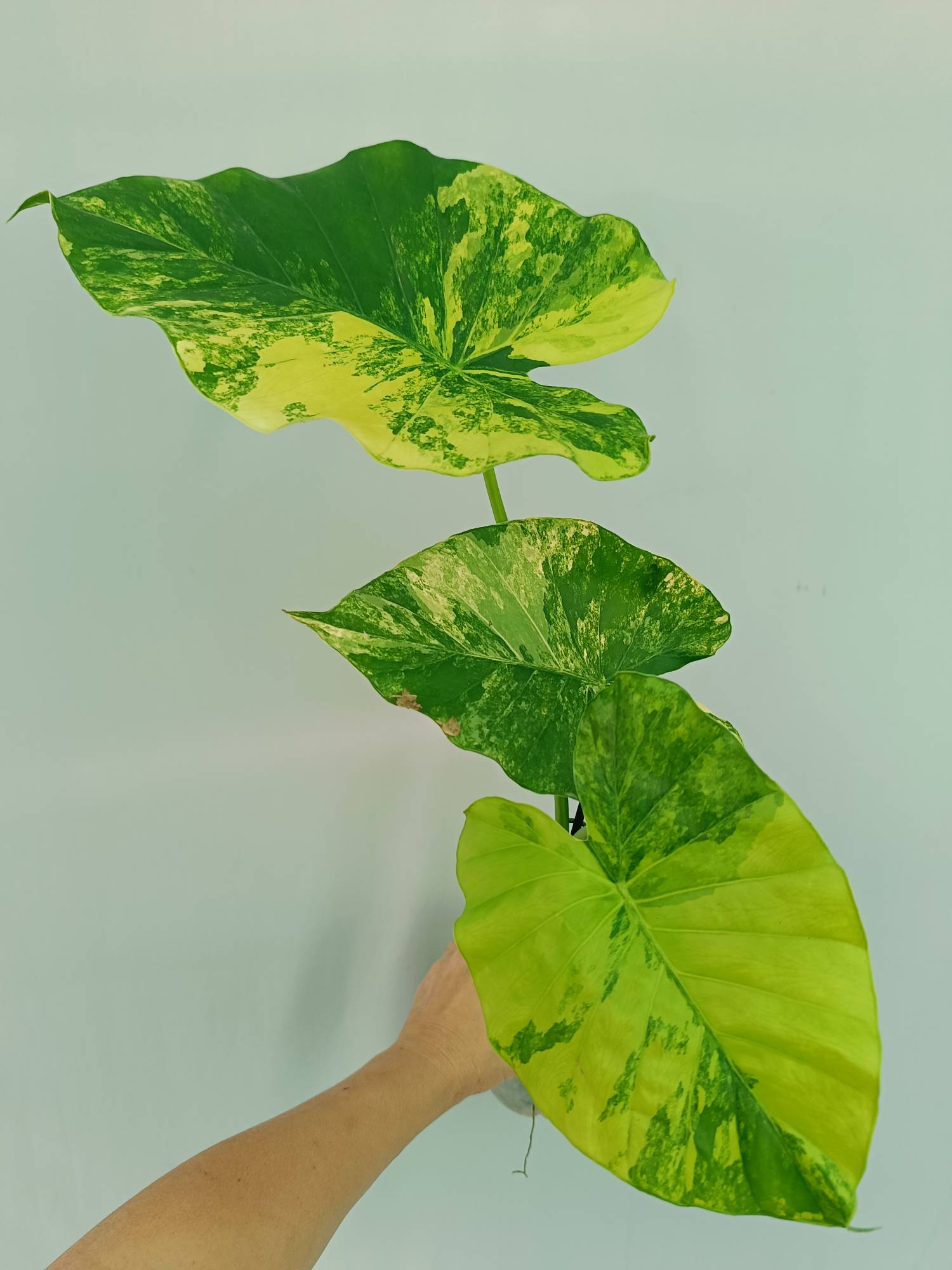 Alocasia Odora Variegata Aurea