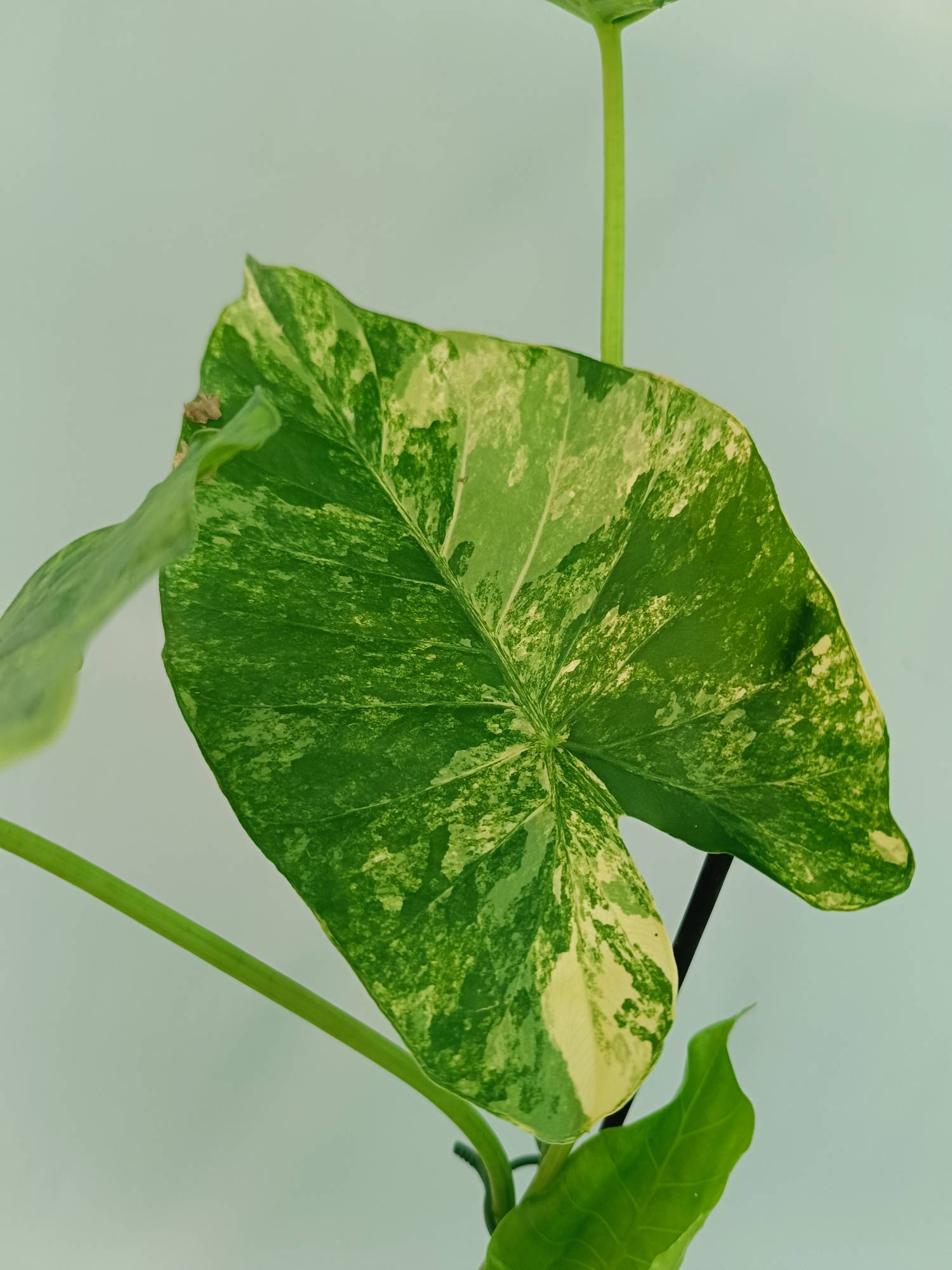 Alocasia Odora Variegata Aurea