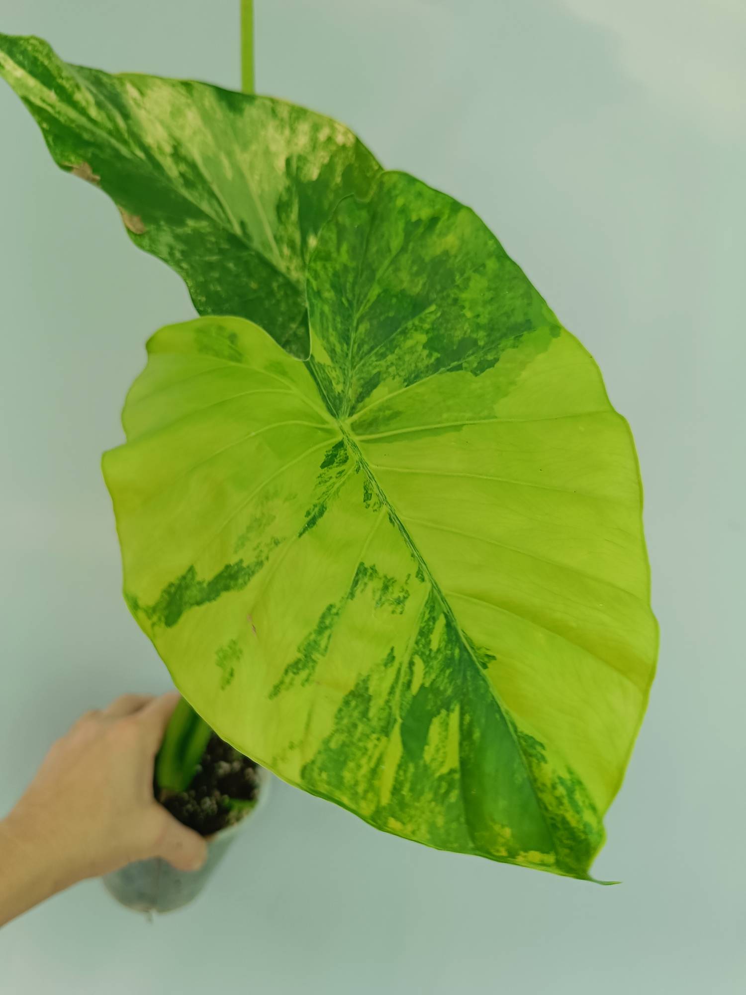 Alocasia Odora Variegata Aurea