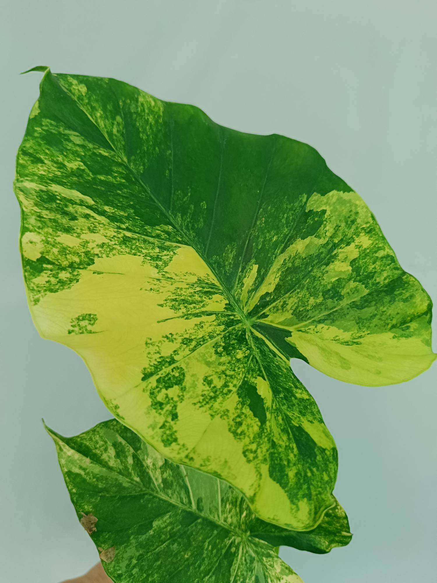 Alocasia Odora Variegata Aurea