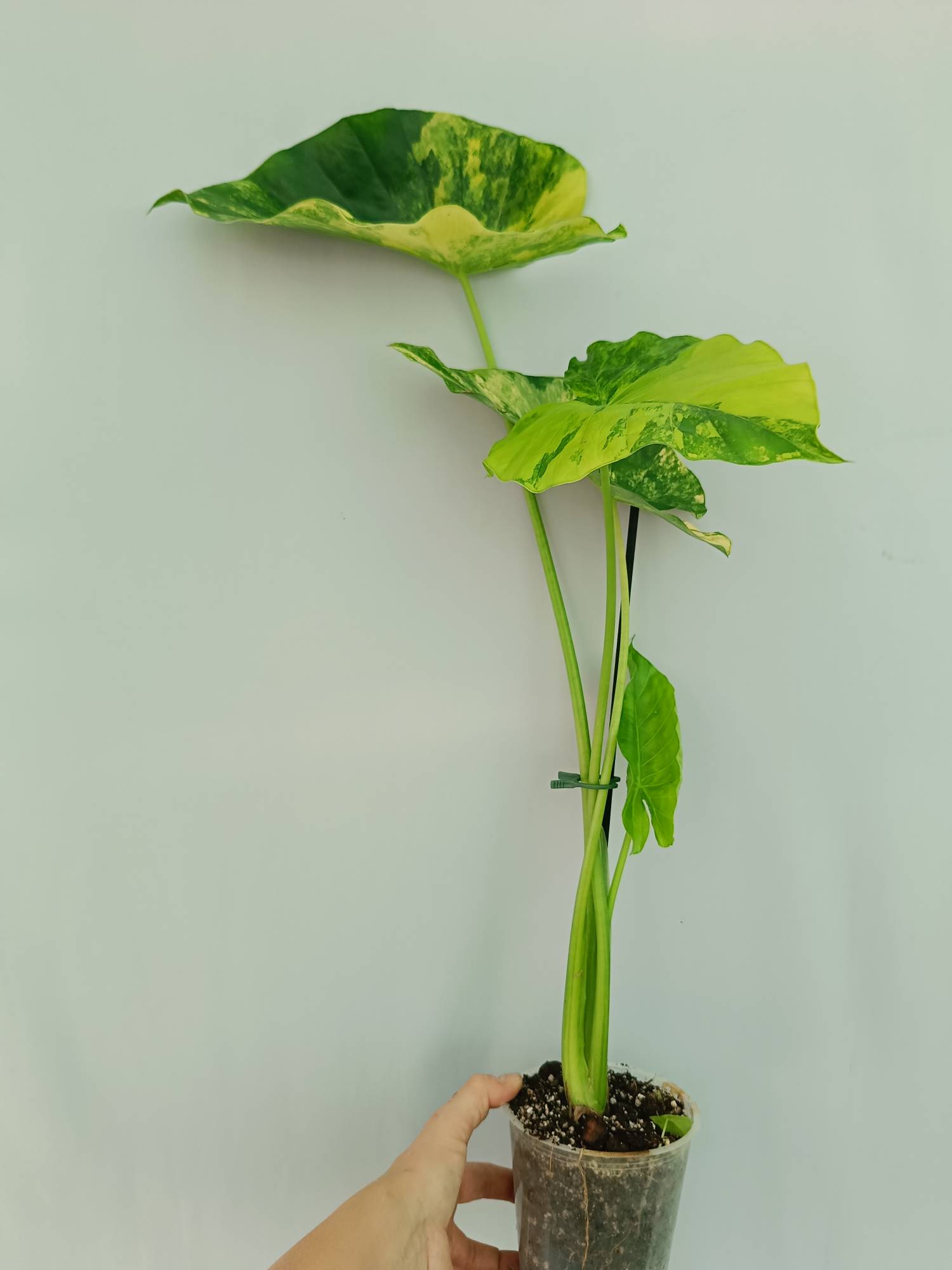 Alocasia Odora Variegata Aurea