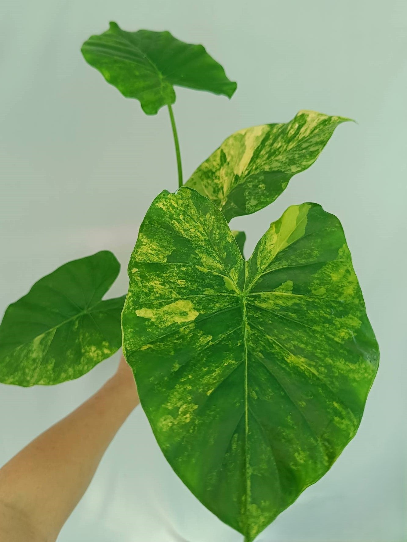Alocasia Odora Variegata Aurea