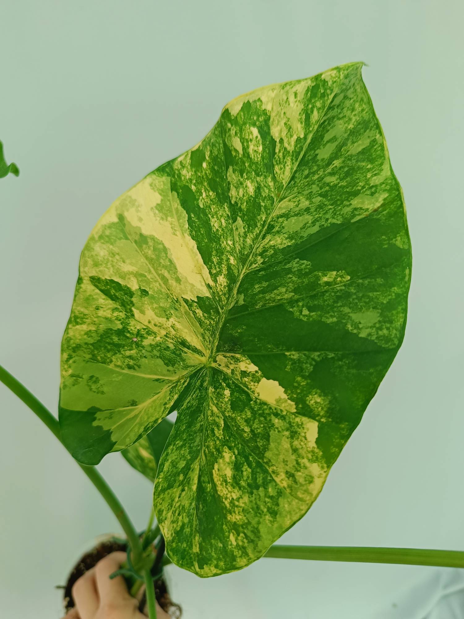 Alocasia Odora Variegata Aurea