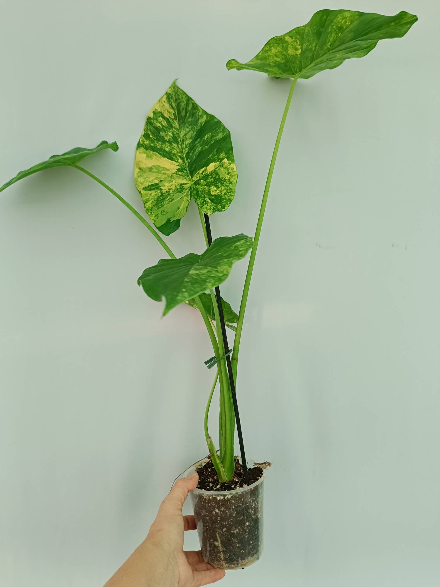 Alocasia Odora Variegata Aurea