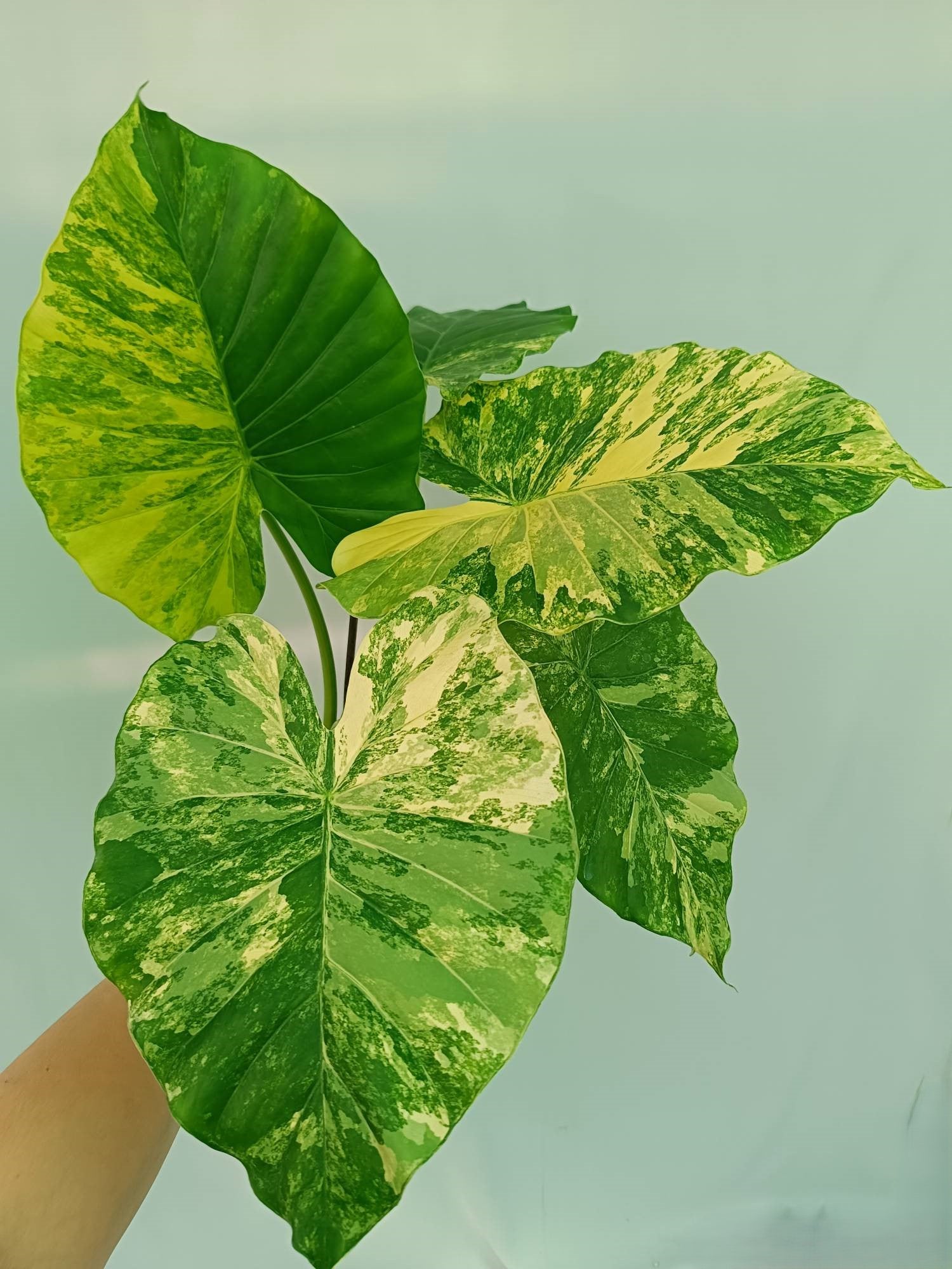 Alocasia Odora Variegata Aurea