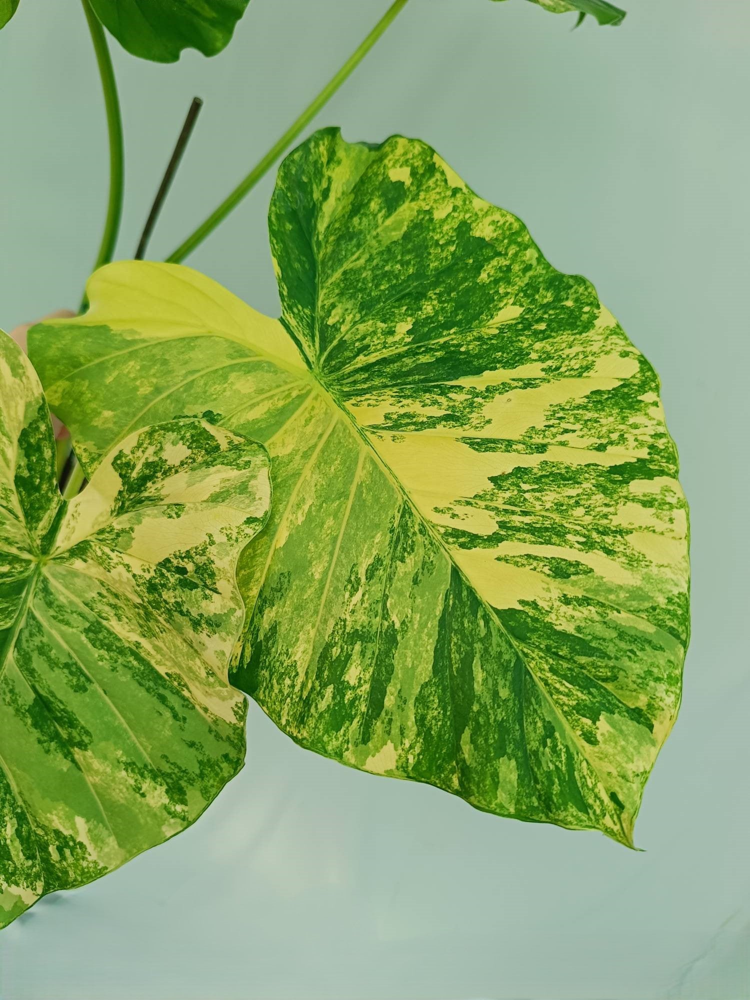 Alocasia Odora Variegata Aurea