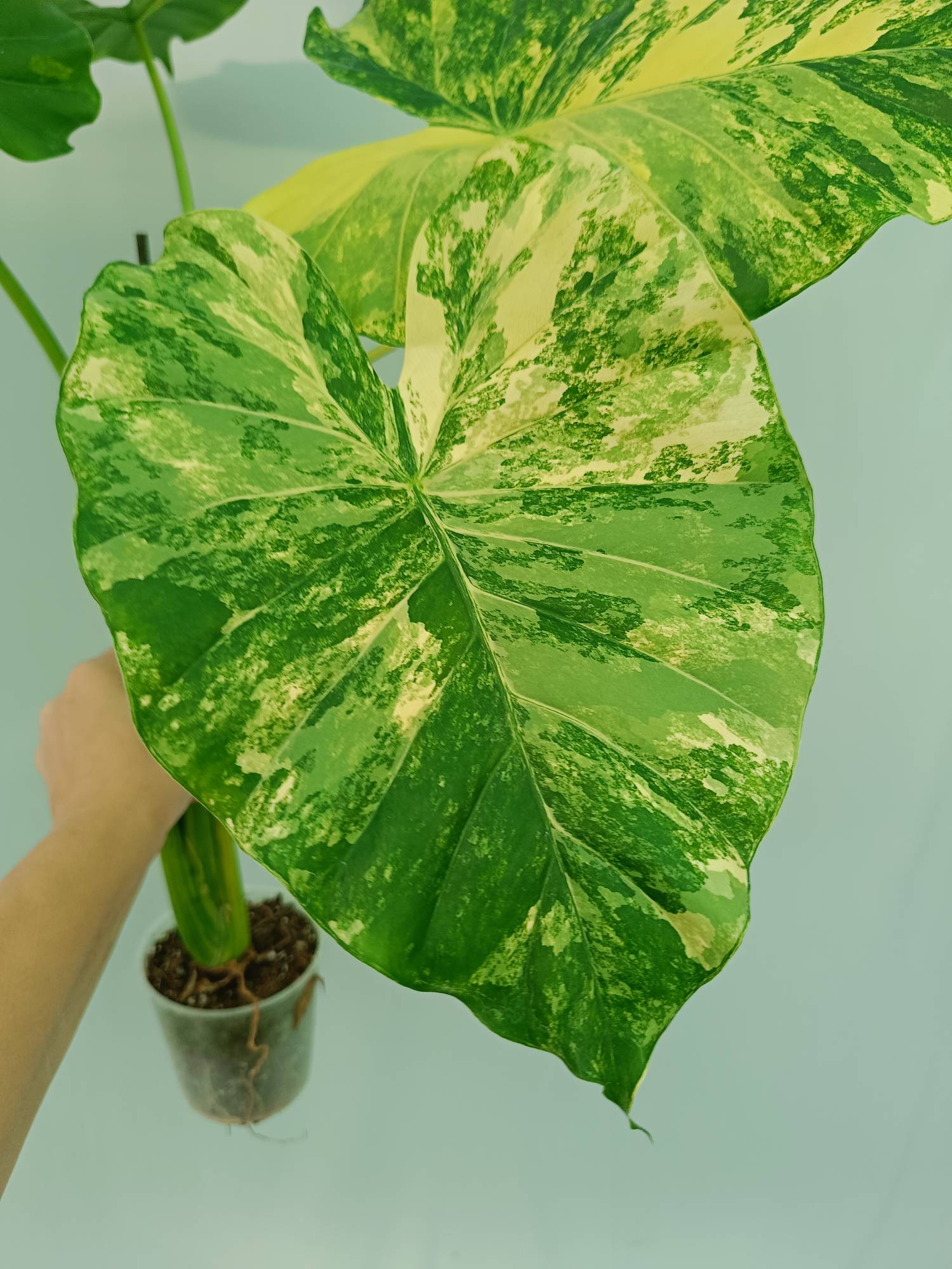 Alocasia Odora Variegata Aurea