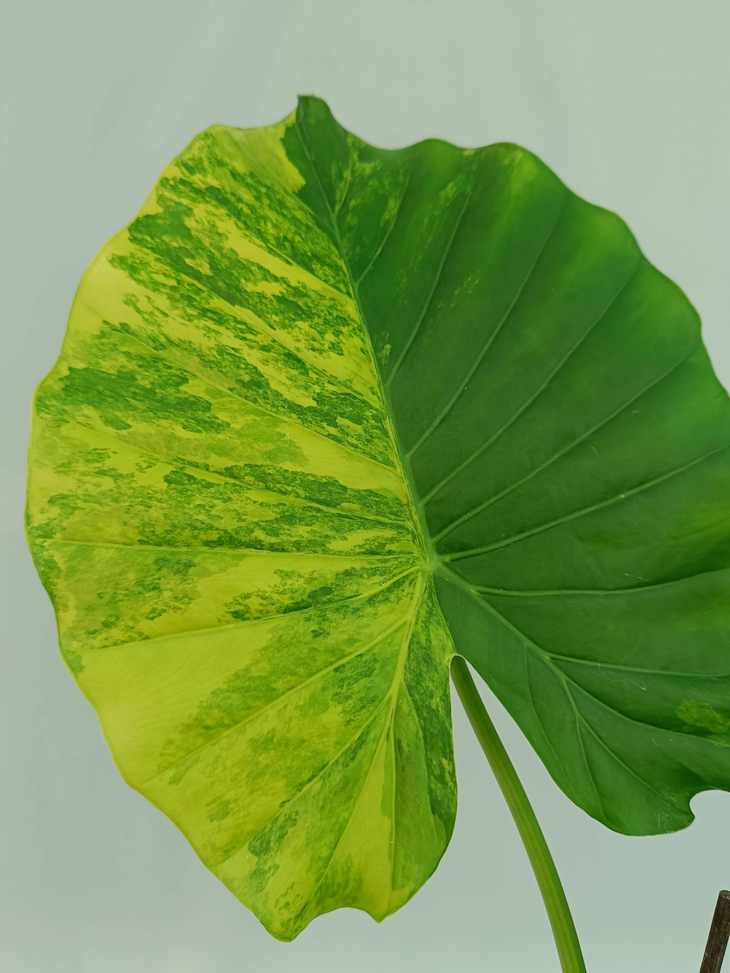 Alocasia Odora Variegata Aurea