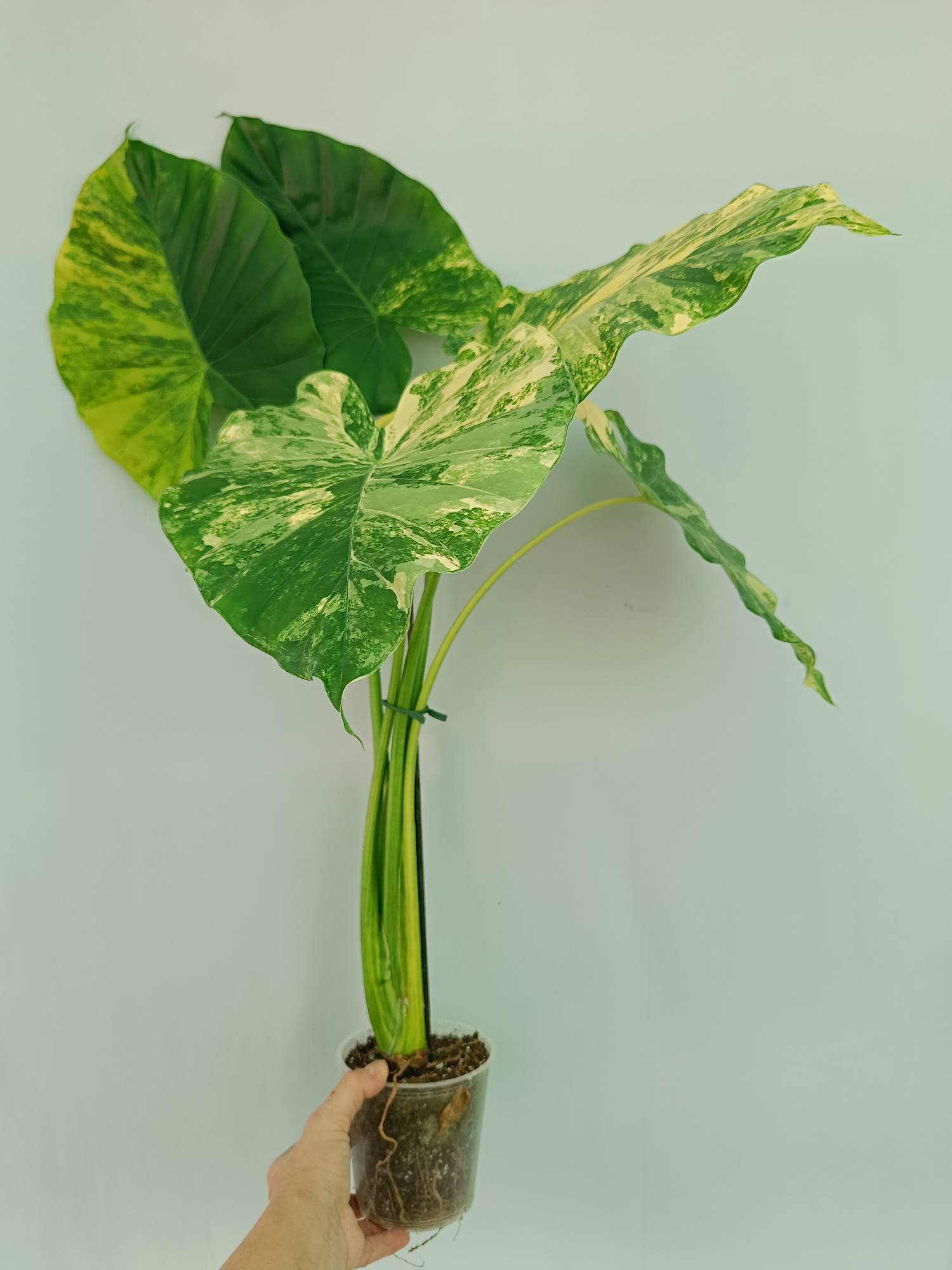 Alocasia Odora Variegata Aurea