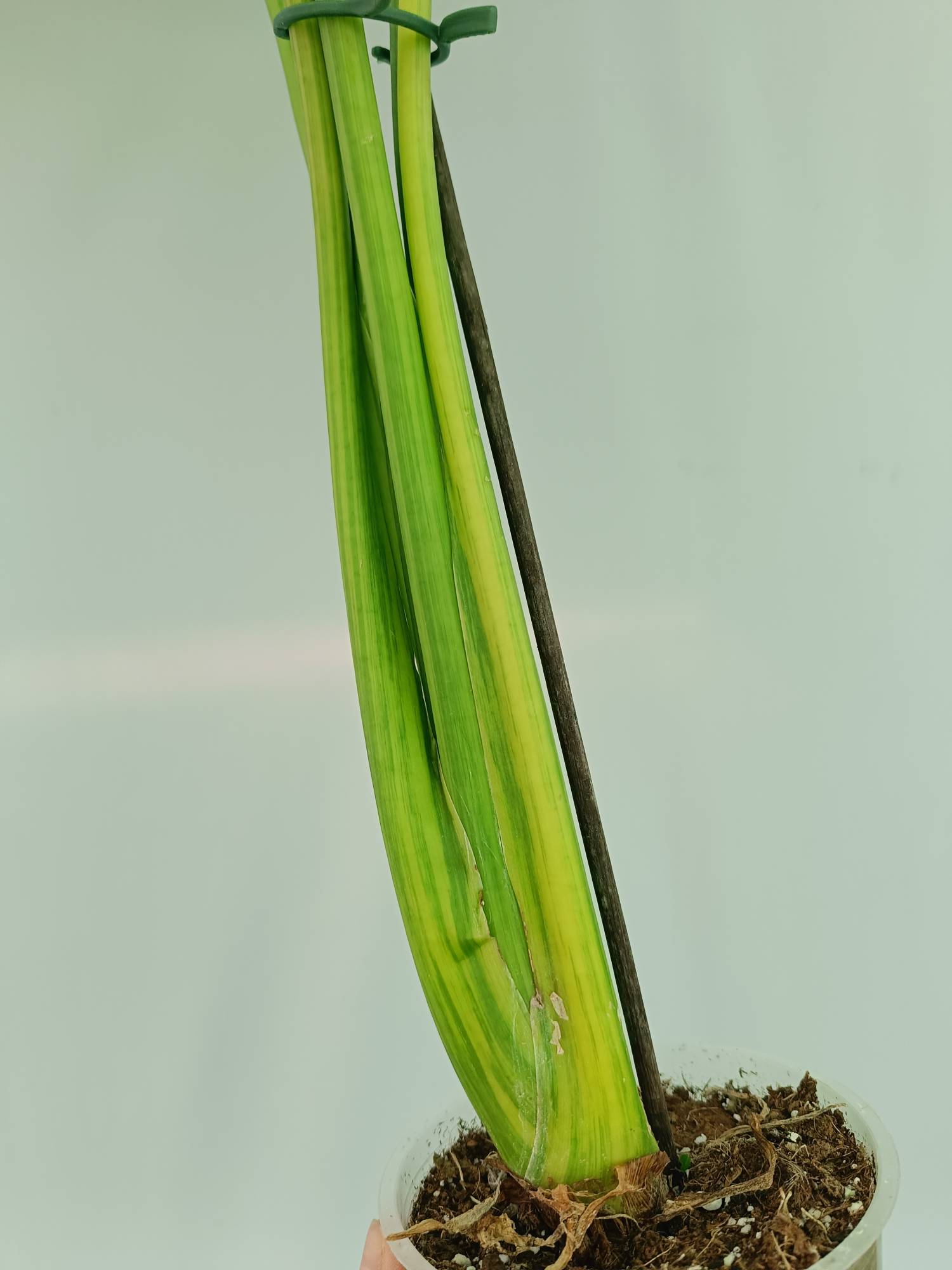 Alocasia Odora Variegata Aurea