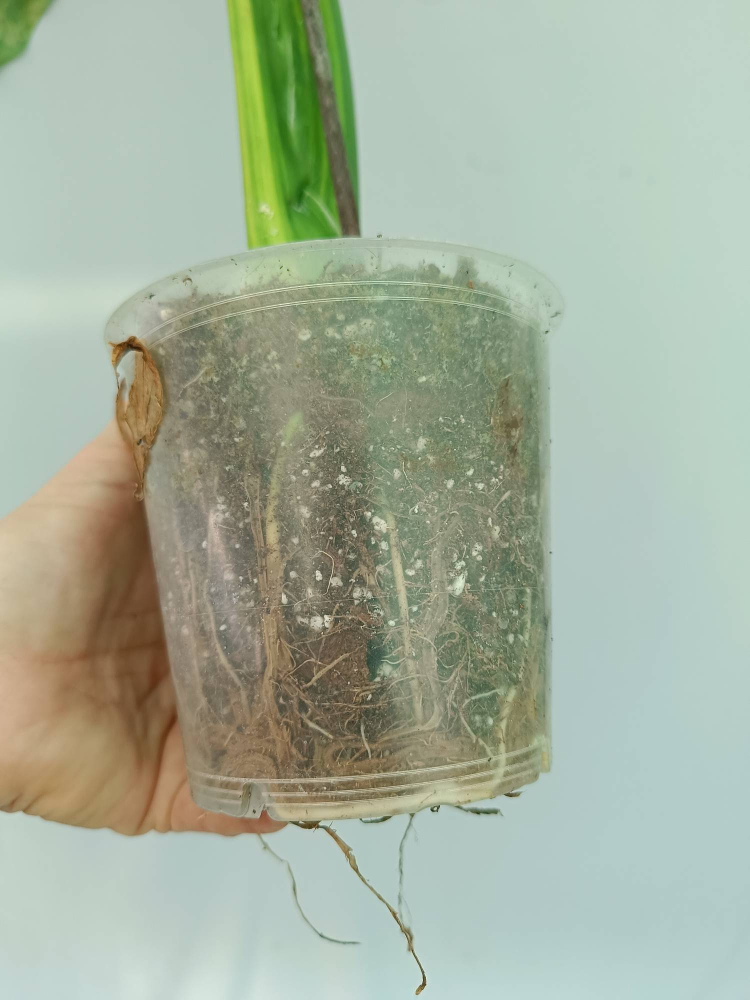 Alocasia Odora Variegata Aurea