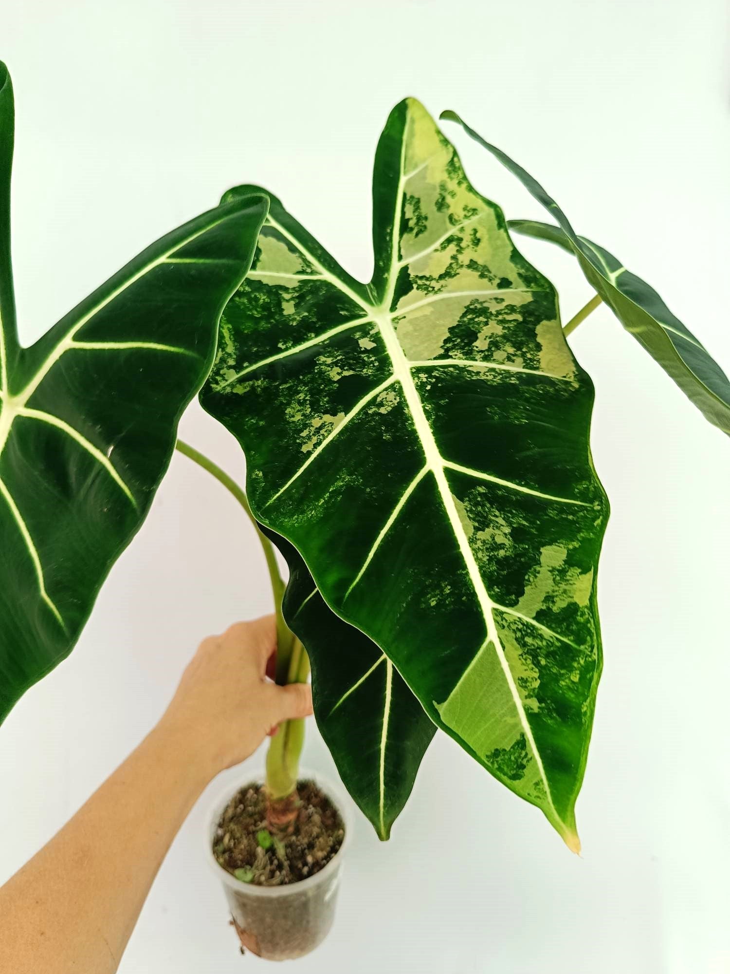 Alocasia Frydek Variegata 