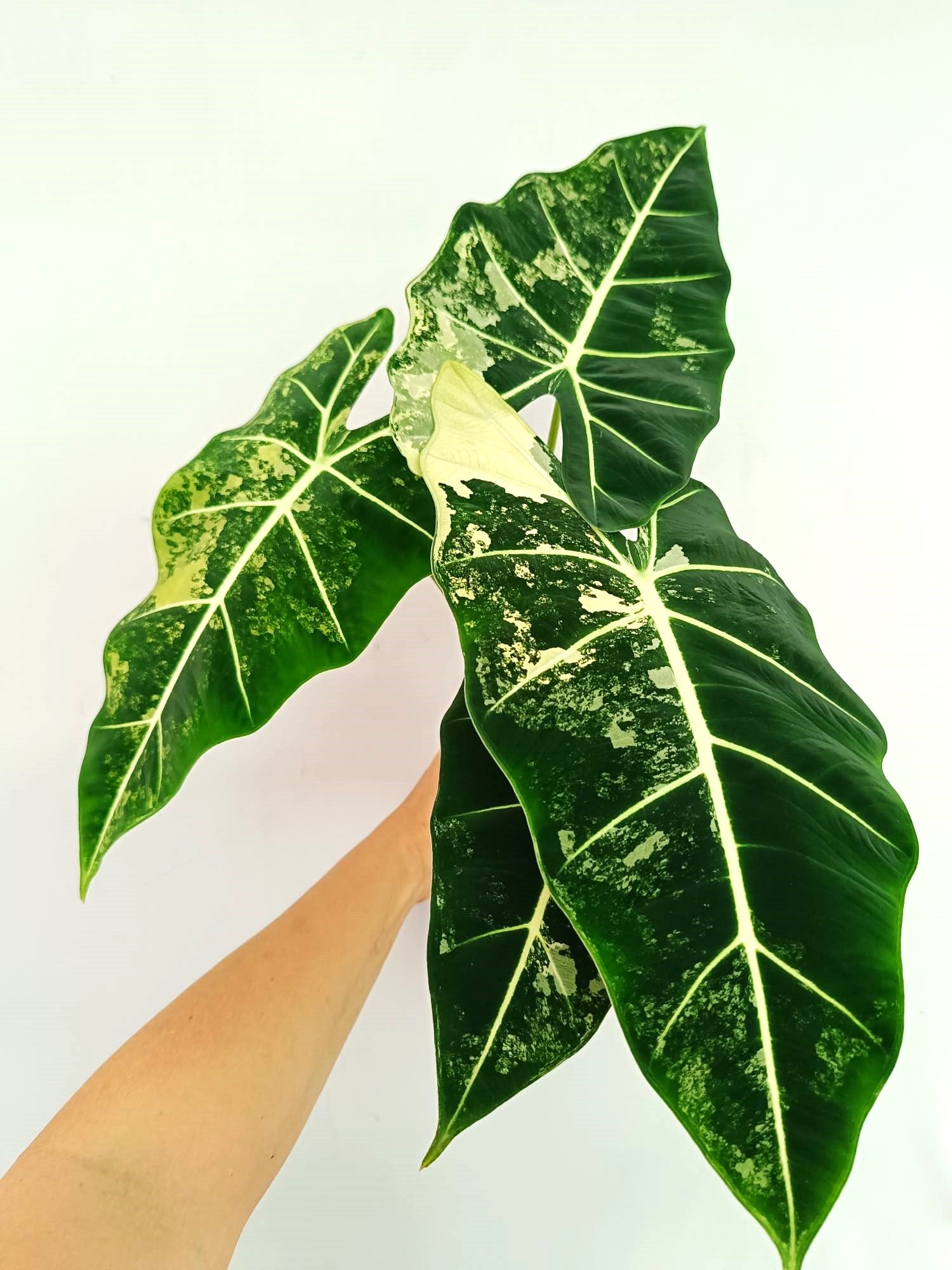 Alocasia Frydek Variegata 